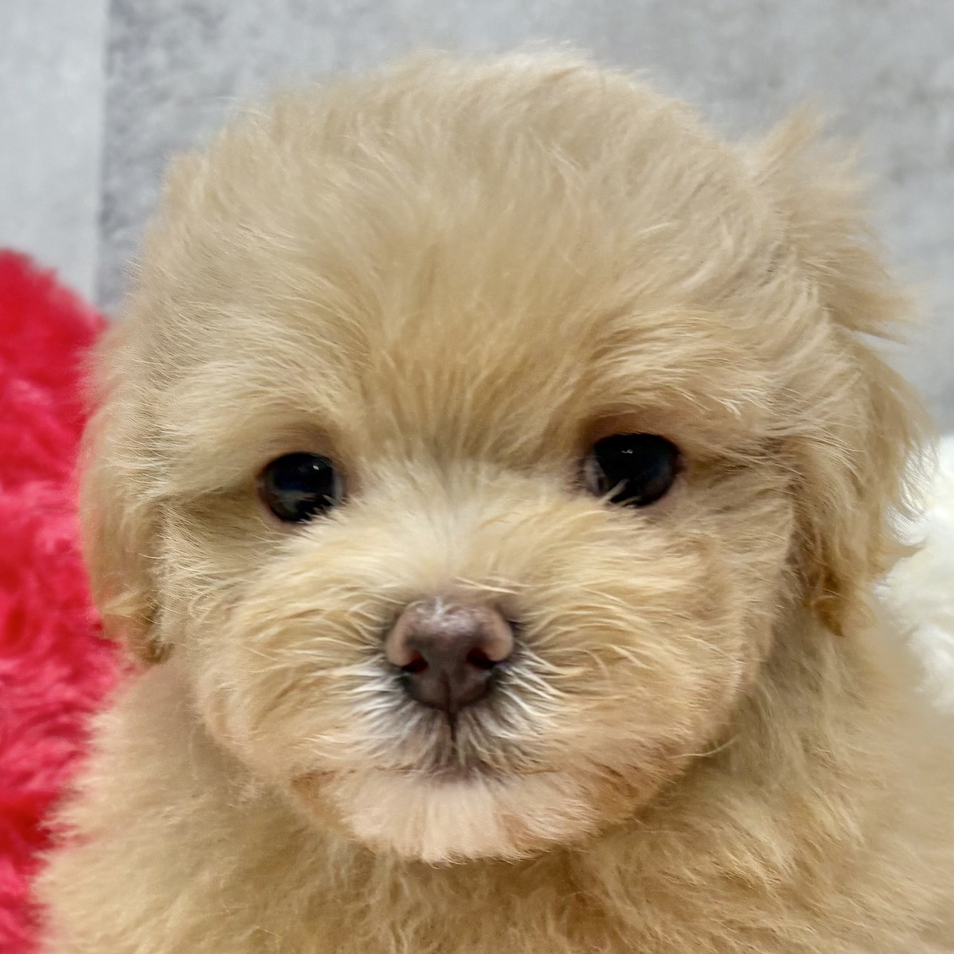 愛知県のマルプー(マルチーズ×プードル) (犬の家＆猫の里春日井本店/2025年10月2日生まれ/男の子/アプリコット)の子犬