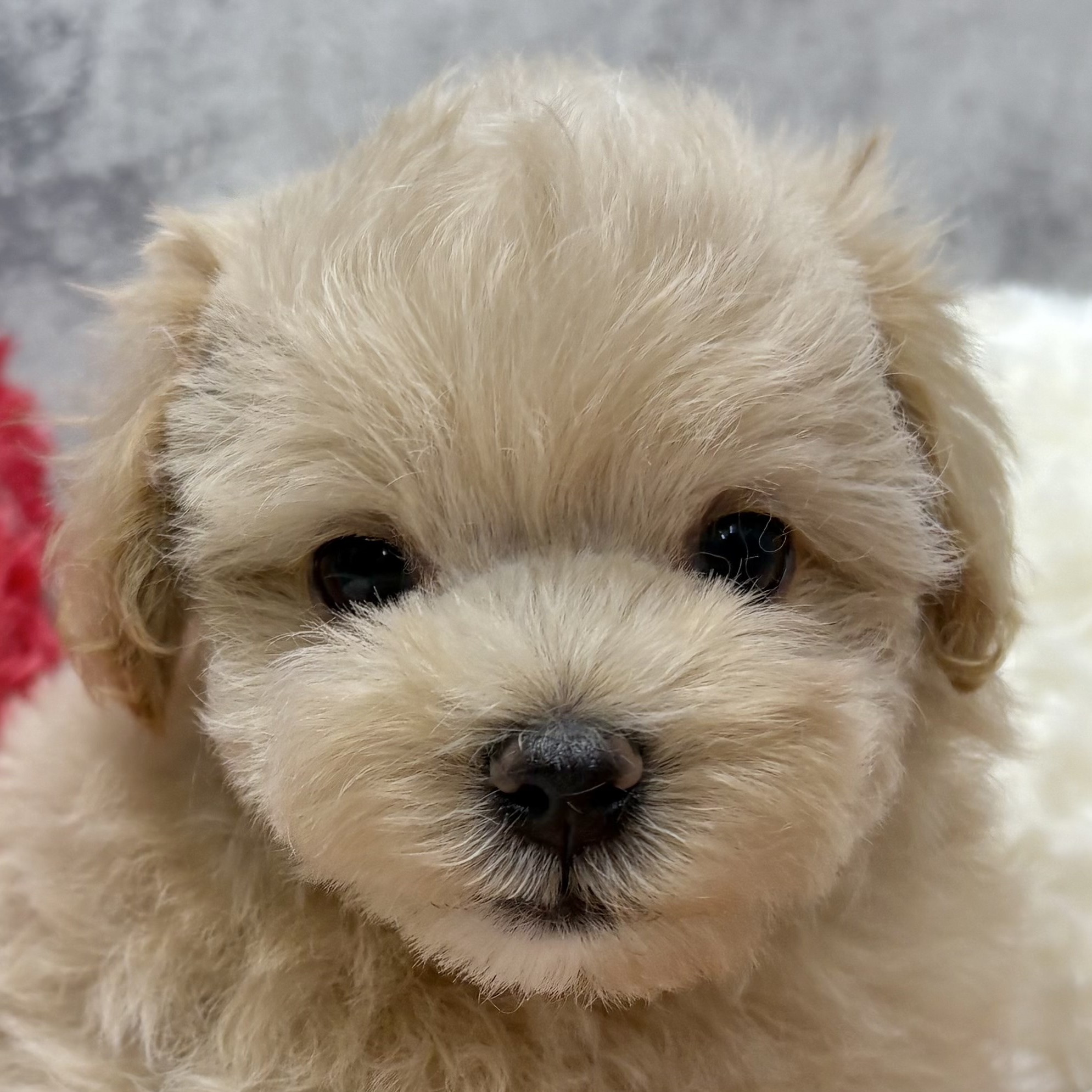 愛知県のマルプー(マルチーズ×プードル) (犬の家＆猫の里エアポートウォーク店/2025年10月2日生まれ/男の子/クリーム)の子犬