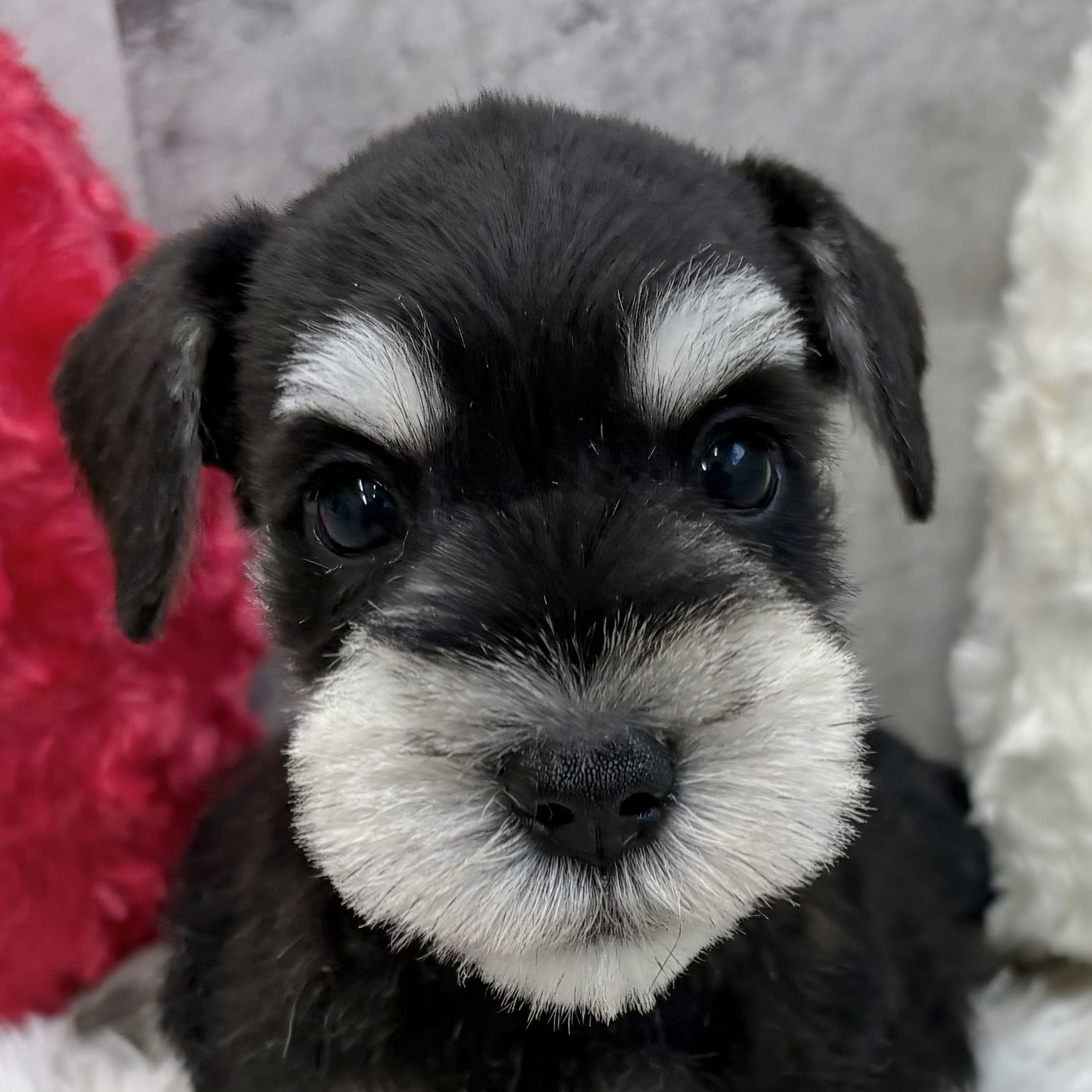 愛知県のミニチュアシュナウザー (犬の家＆猫の里春日井本店/2025年10月3日生まれ/男の子/ブラックシルバー)の子犬