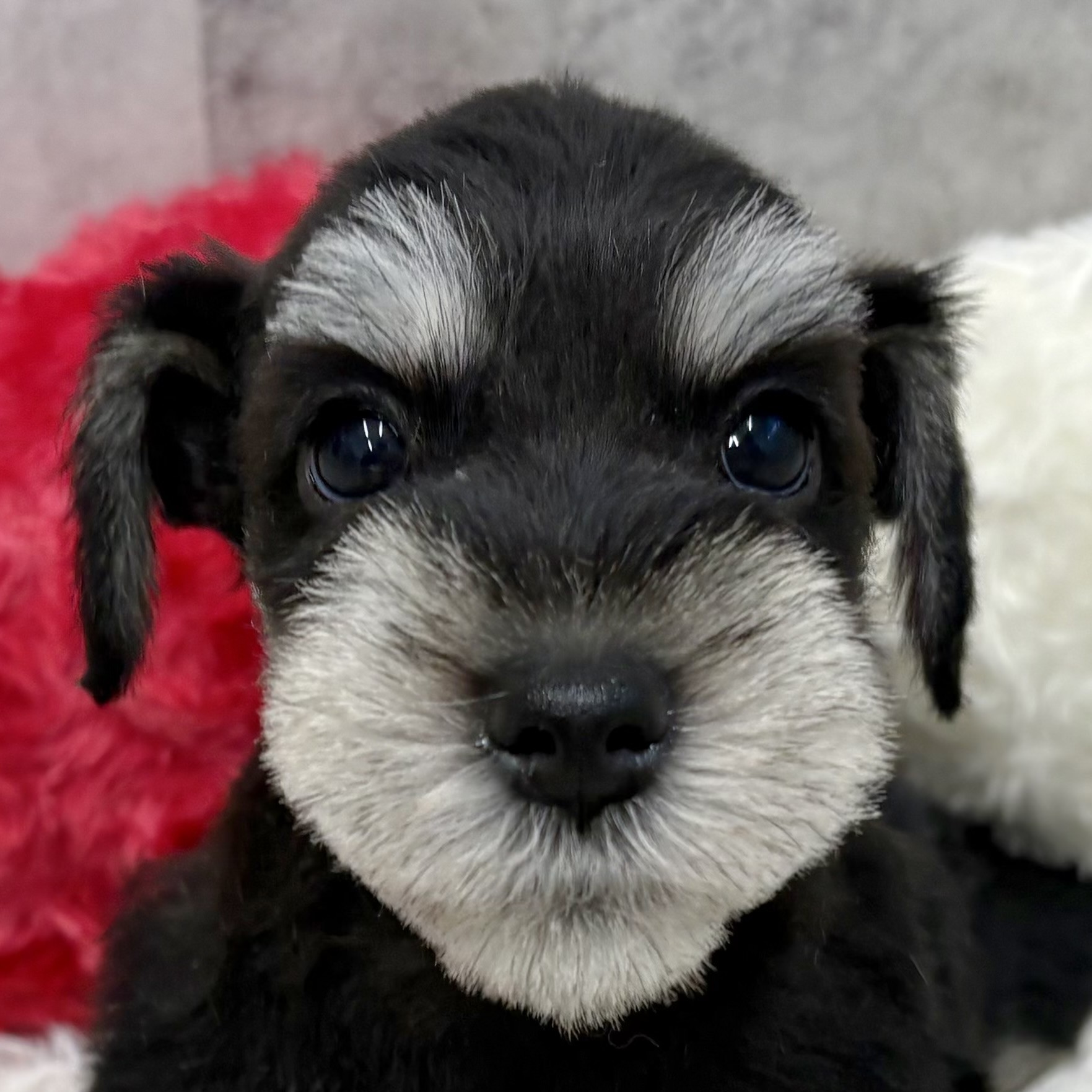 愛知県のミニチュアシュナウザー (犬の家＆猫の里春日井本店/2025年10月3日生まれ/男の子/ブラックシルバー)の子犬