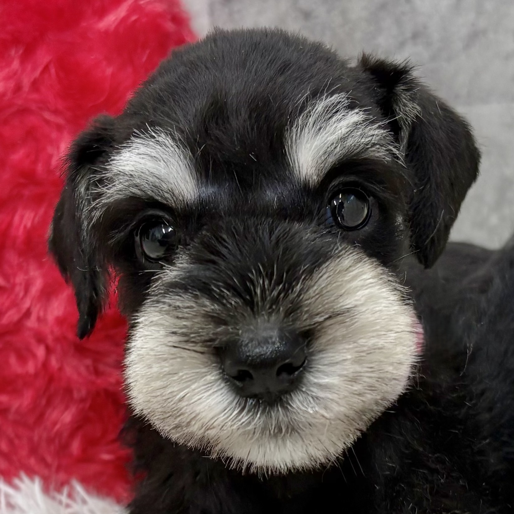 愛知県のミニチュアシュナウザー (犬の家＆猫の里春日井本店/2025年10月3日生まれ/男の子/ブラックシルバー)の子犬