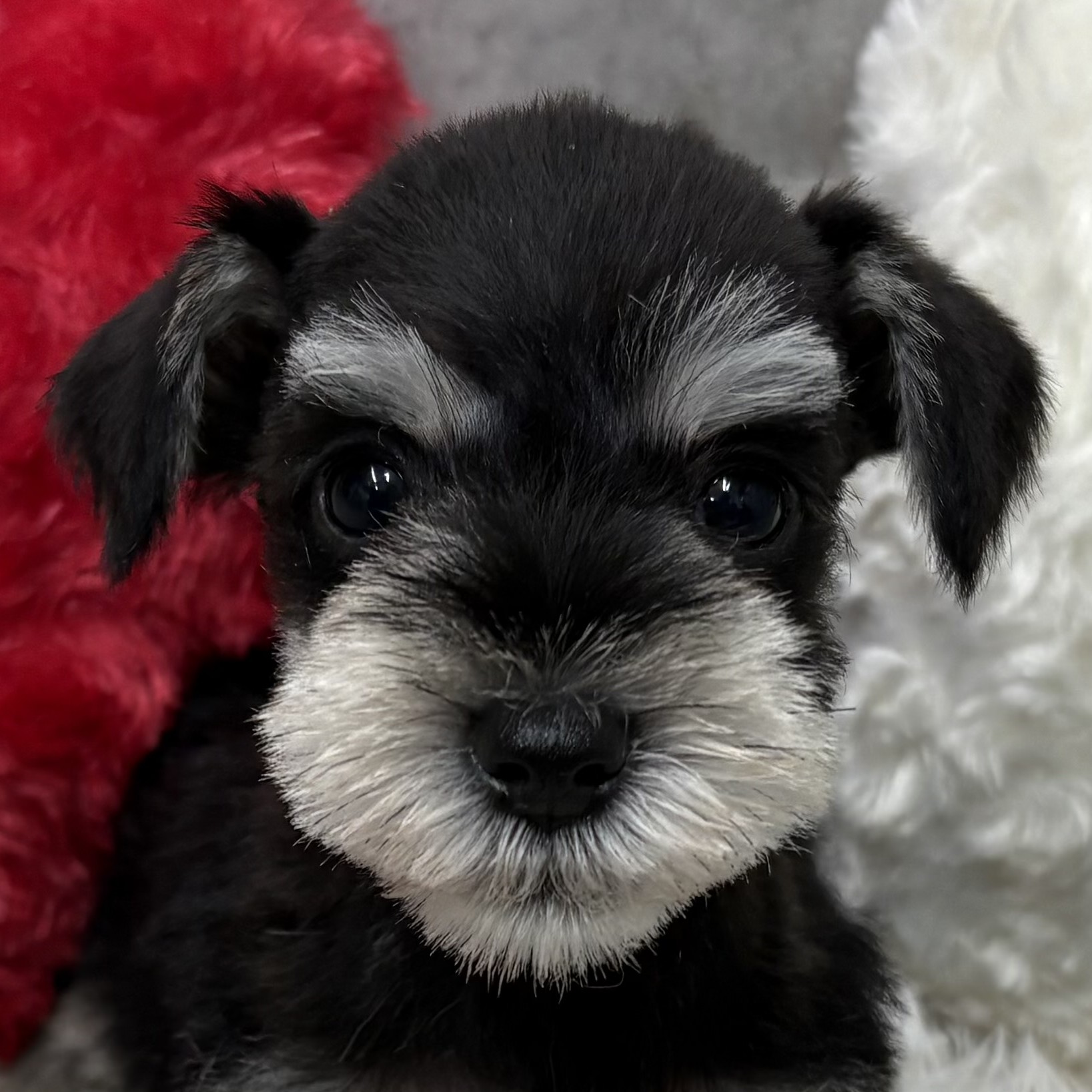 愛知県のミニチュアシュナウザー (犬の家＆猫の里春日井本店/2025年10月3日生まれ/女の子/ブラックシルバー)の子犬