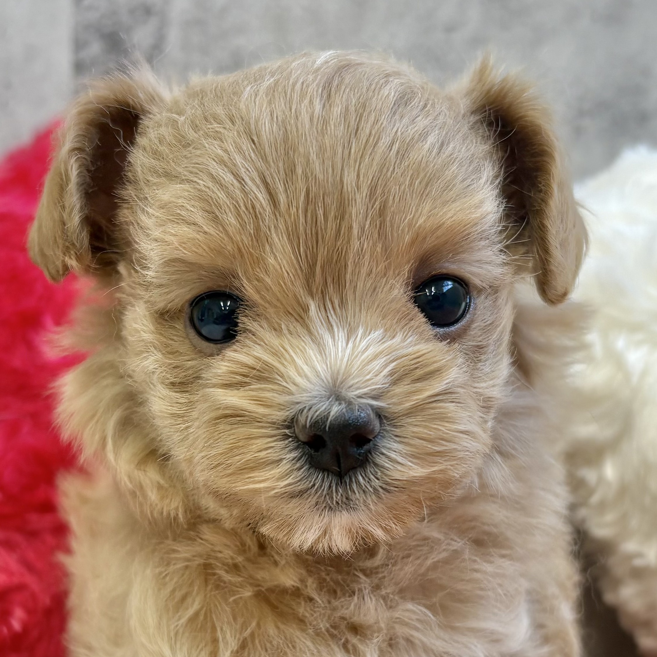 ハーフ犬女の子の写真