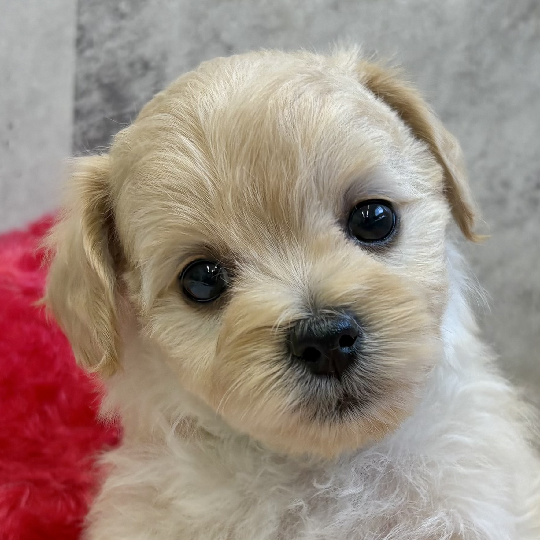 ハーフ犬女の子の写真