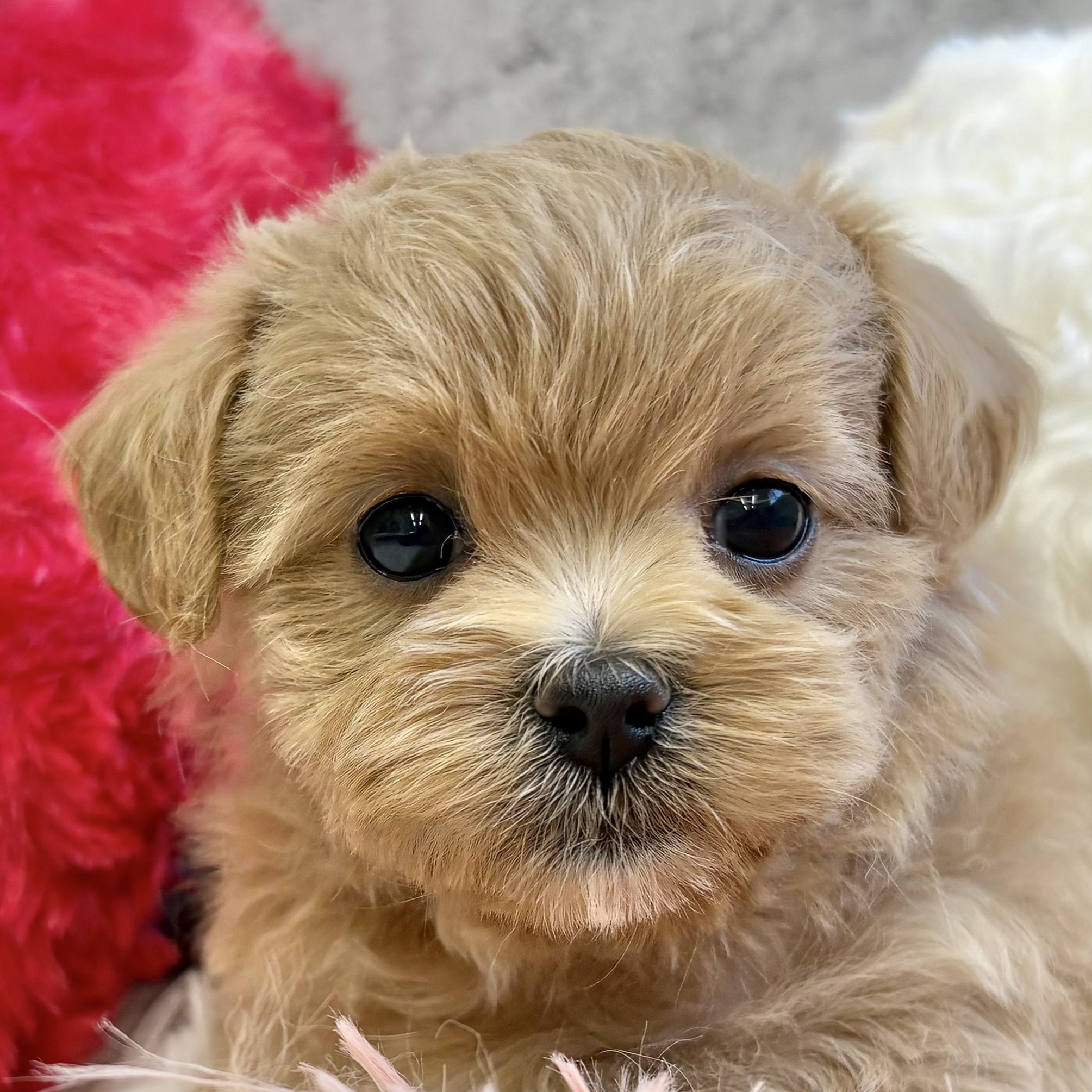 愛知県のマルプー(マルチーズ×プードル) (犬の家＆猫の里豊田店/2025年10月5日生まれ/女の子/アプリコット)の子犬