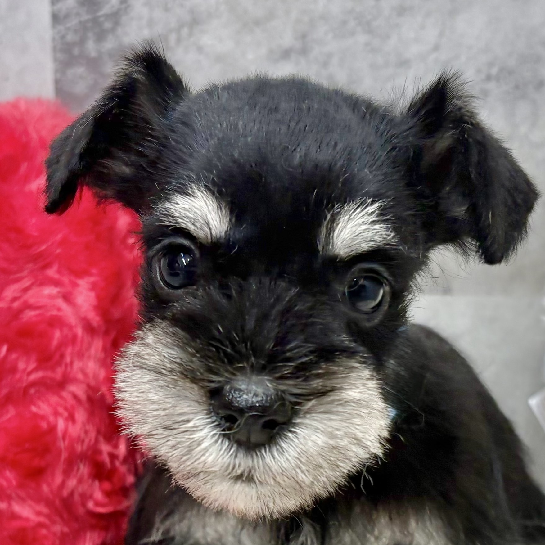 愛知県のミニチュアシュナウザー (犬の家＆猫の里春日井本店/2025年10月5日生まれ/女の子/ブラックシルバー)の子犬