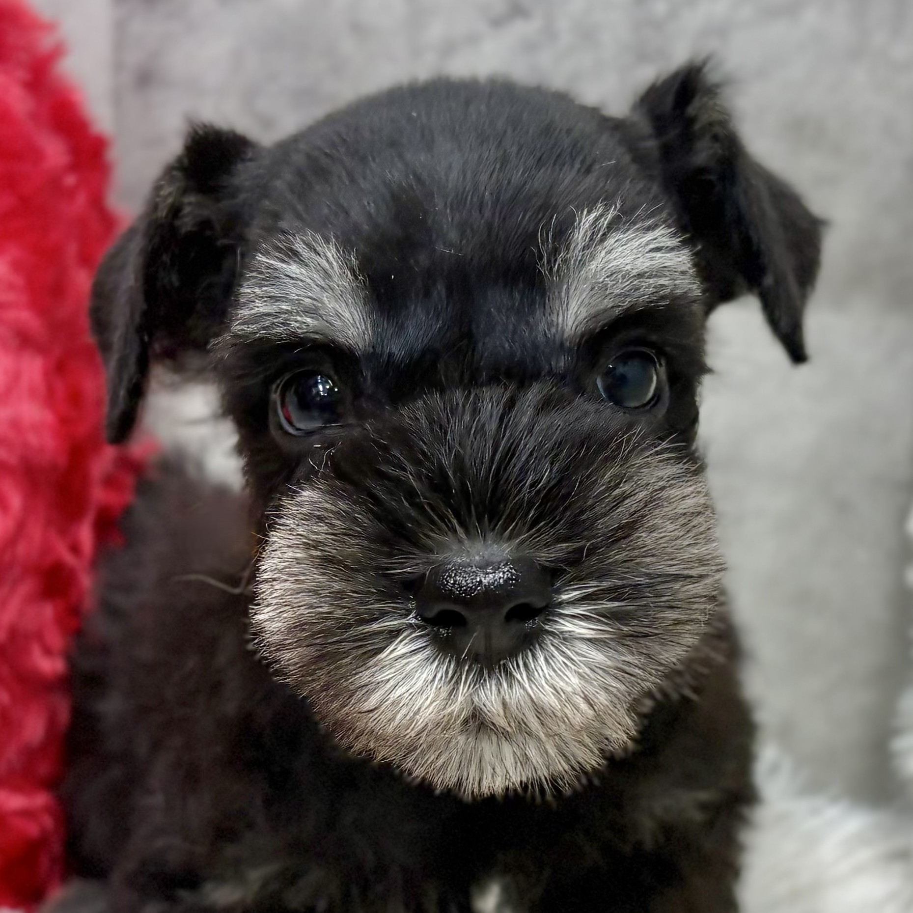 ミニチュアシュナウザー男の子の写真