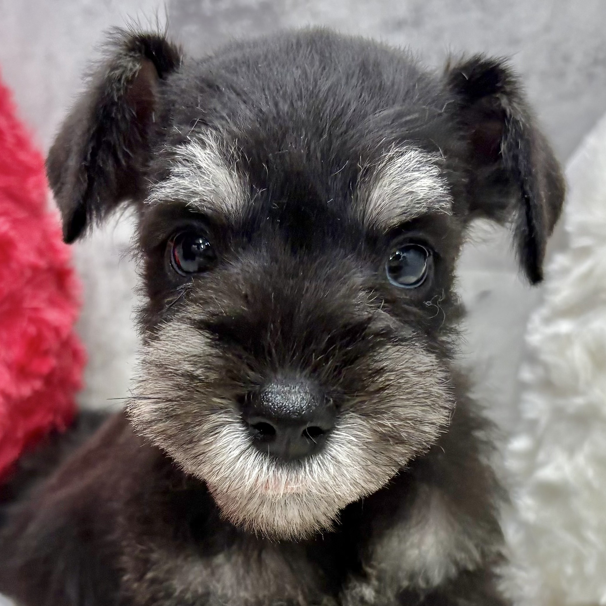 愛知県のミニチュアシュナウザー (犬の家＆猫の里一宮店/2025年10月5日生まれ/女の子/ブラックシルバー)の子犬