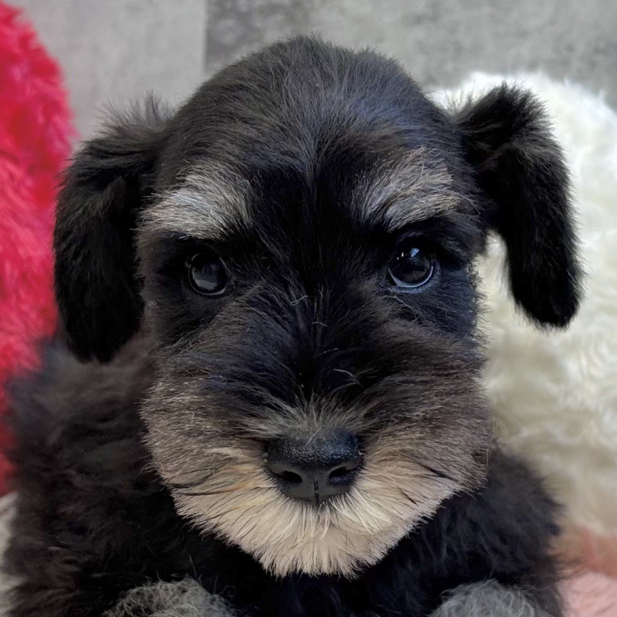 愛知県のミニチュアシュナウザー (犬の家＆猫の里春日井本店/2025年10月5日生まれ/男の子/ブラックシルバー)の子犬