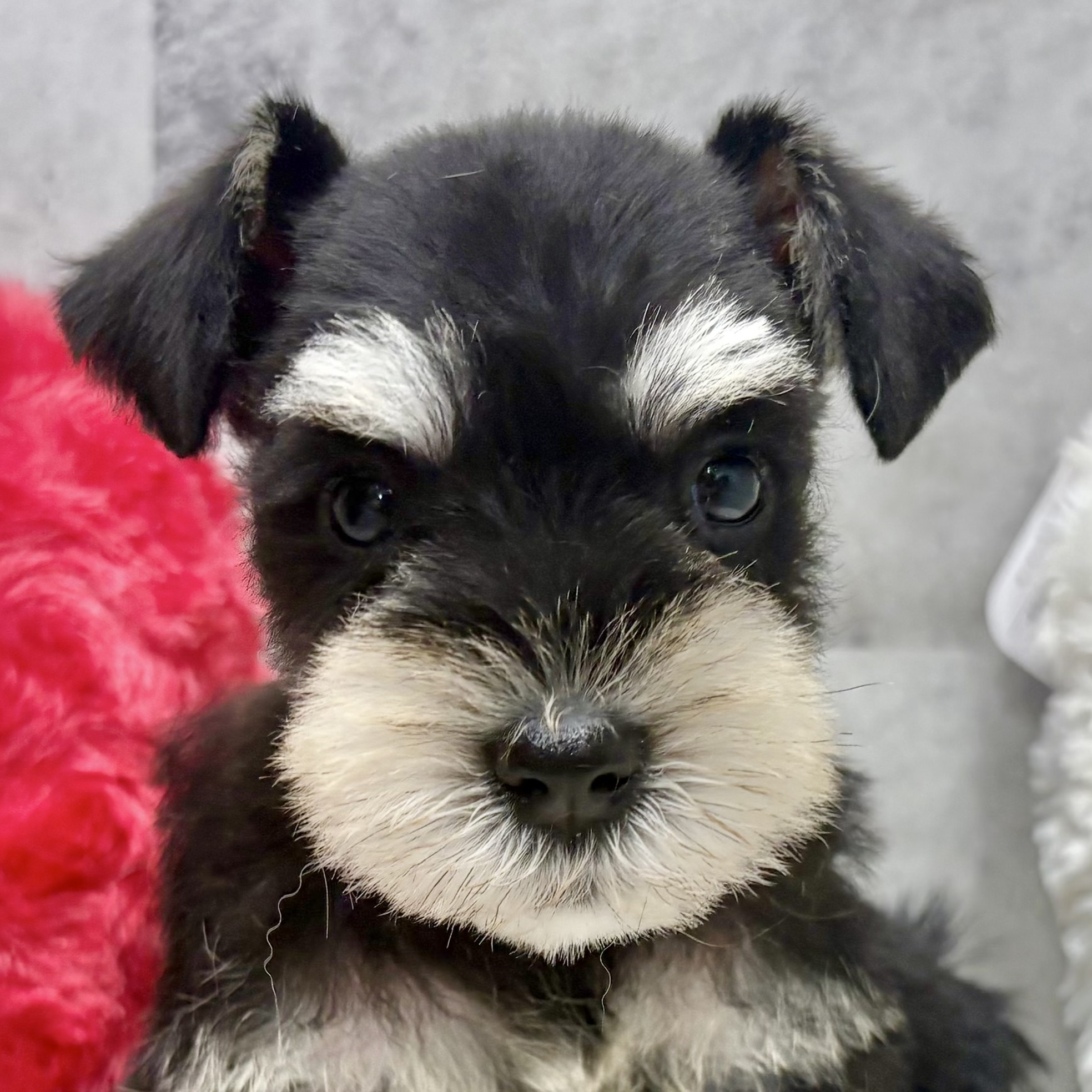 愛知県のミニチュアシュナウザー (犬の家＆猫の里春日井本店/2025年10月5日生まれ/女の子/ブラックシルバー)の子犬