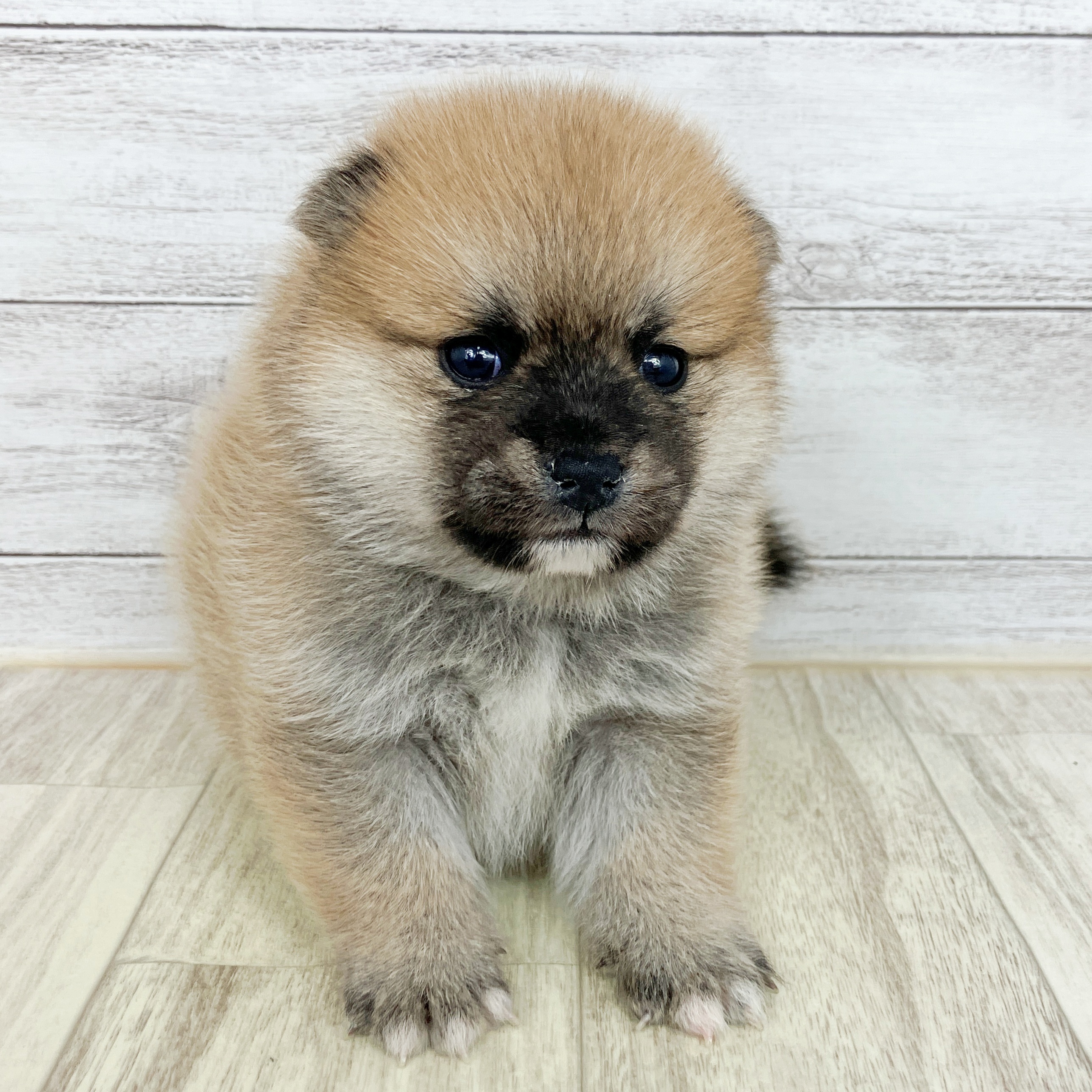兵庫県のポメ柴/豆ポメ/ポメ豆柴(ポメラニアン×柴犬) (犬の家＆猫の里ニッケパークタウン加古川店/2025年10月3日生まれ/男の子/赤)の子犬