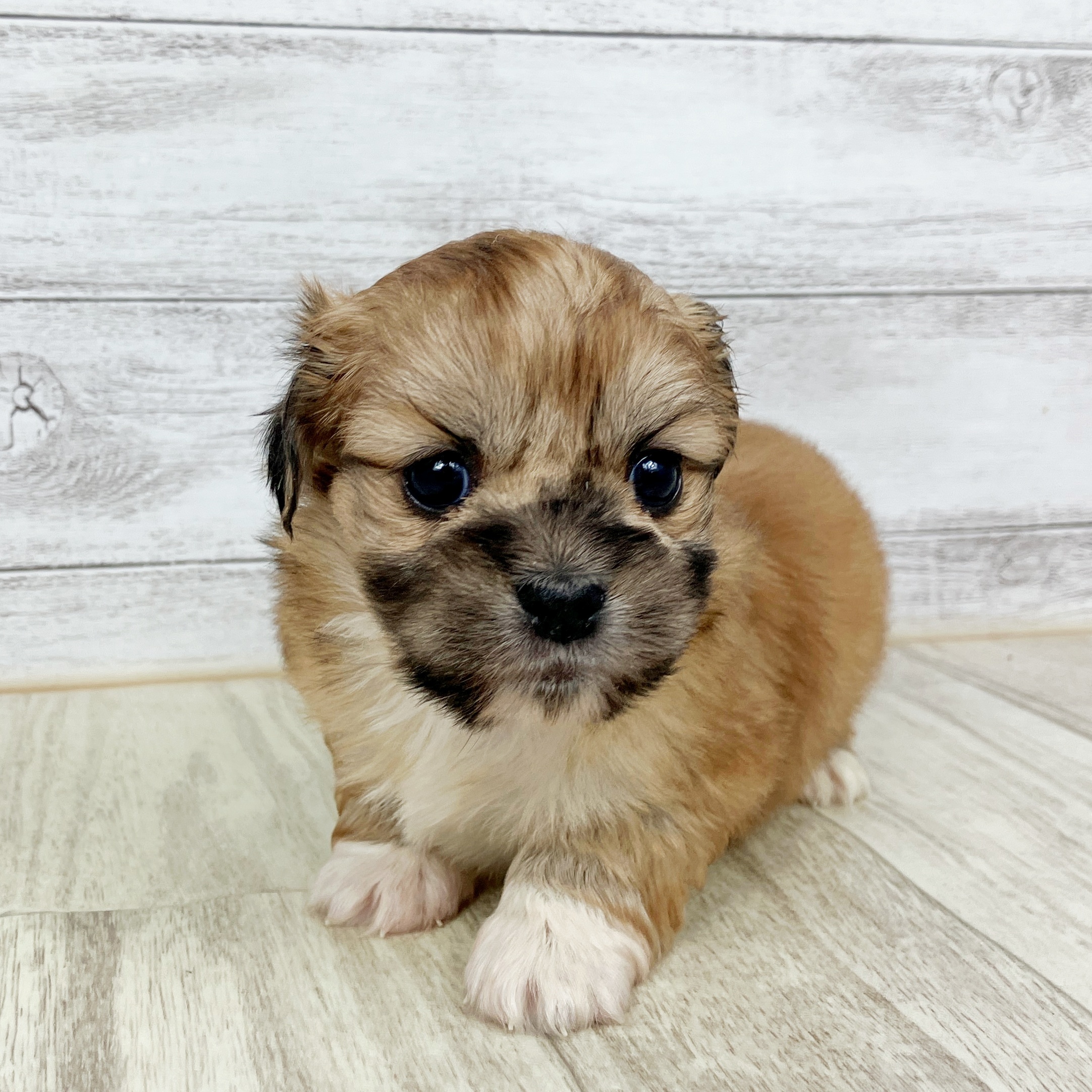 兵庫県のハーフ犬・ミックス犬 (犬の家＆猫の里川西店/2025年10月2日生まれ/女の子/レッド)の子犬