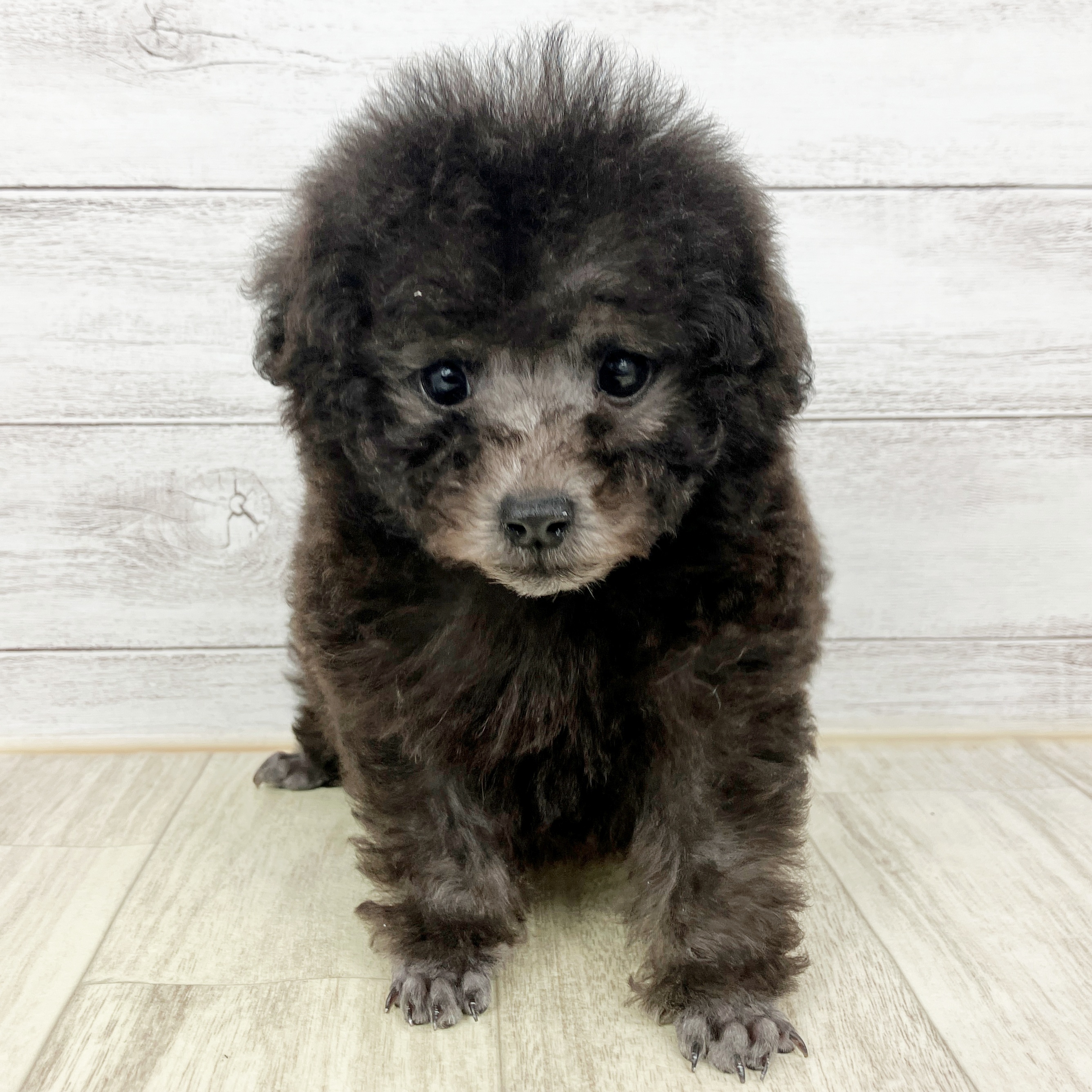 トイプードル男の子の写真