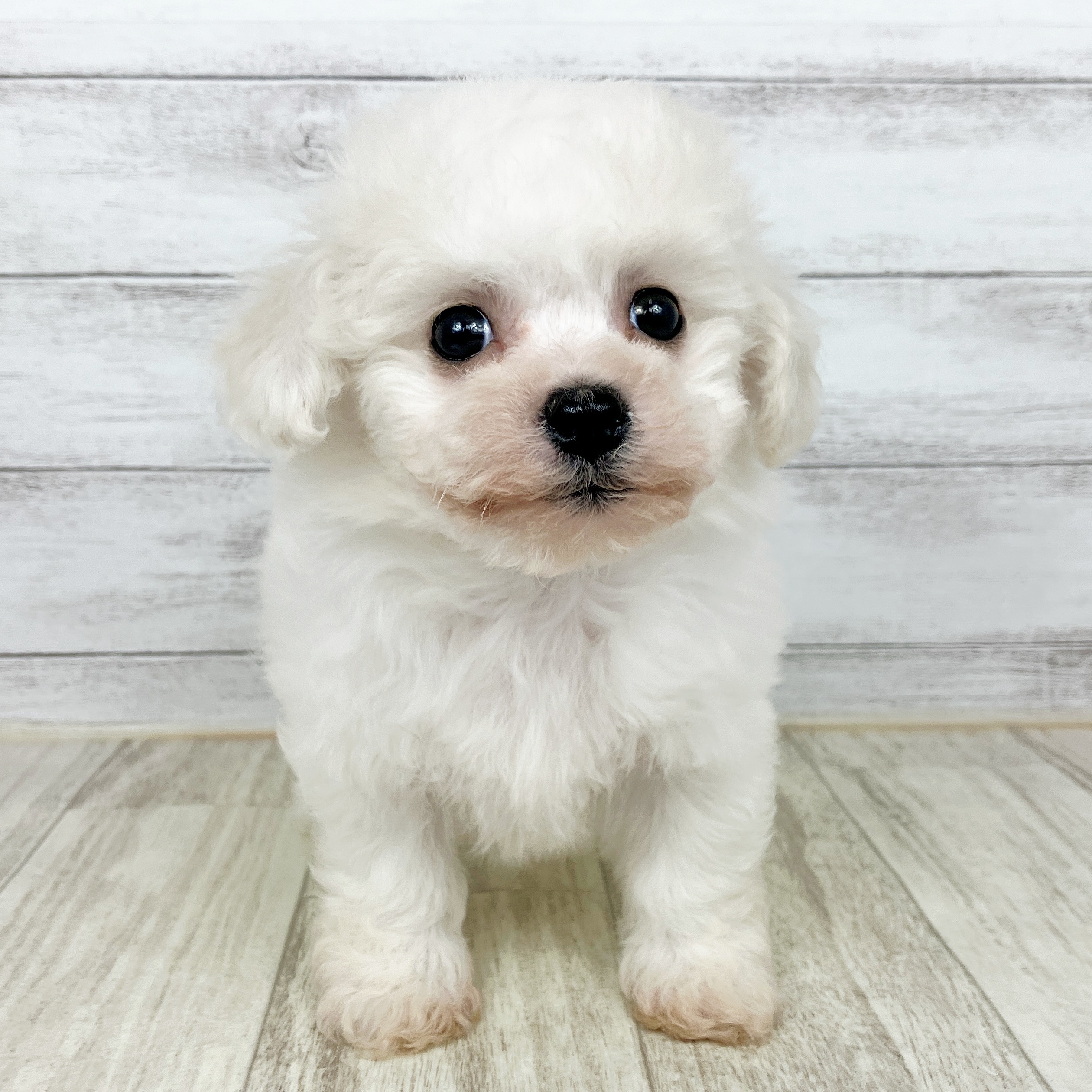 兵庫県のビションフリーゼ (犬の家＆猫の里ゆめタウン姫路店/2025年10月4日生まれ/女の子/ホワイト)の子犬