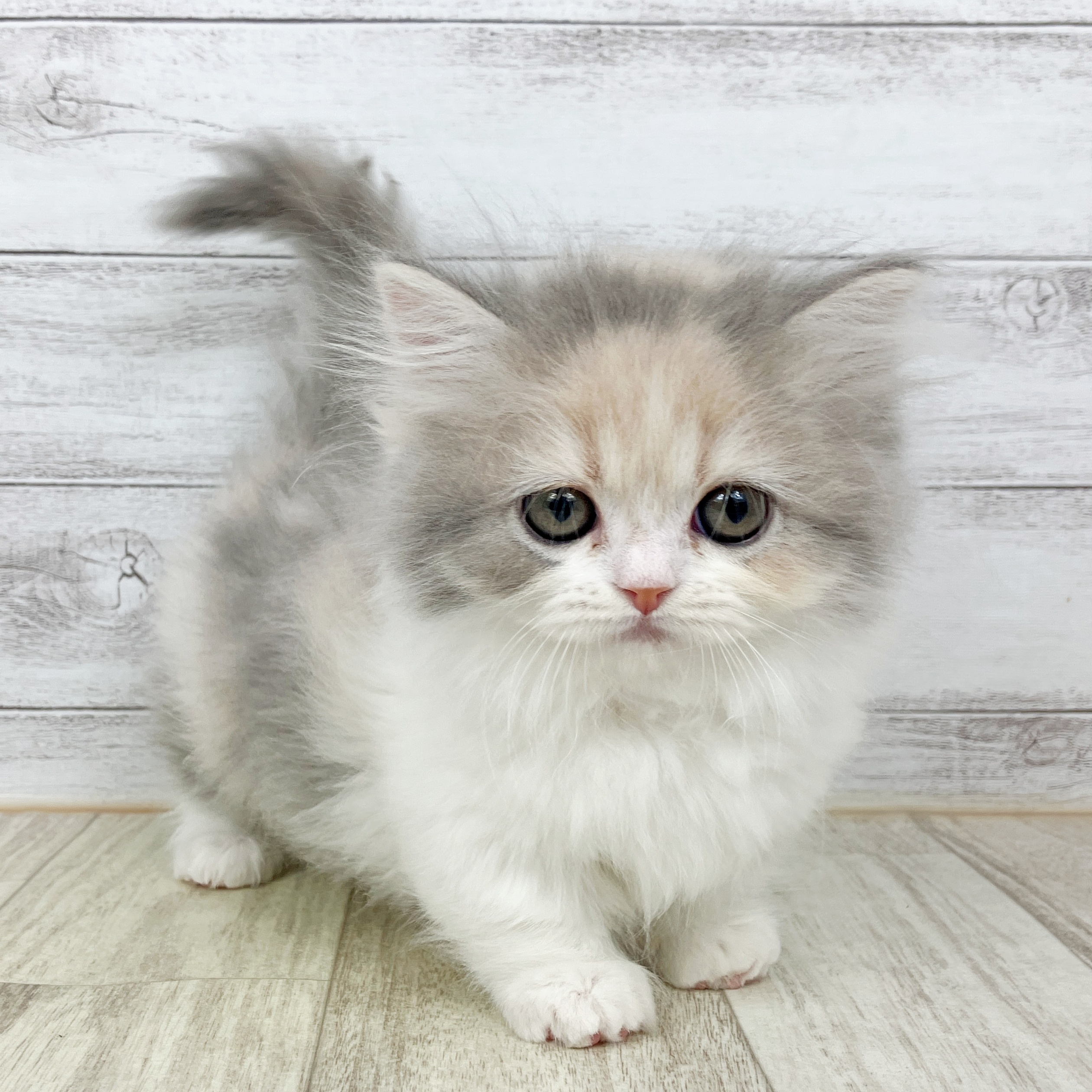 兵庫県のミヌエット (犬の家＆猫の里川西店/2025年9月28日生まれ/女の子/ブルーパッチドタビーホワイト)の子猫