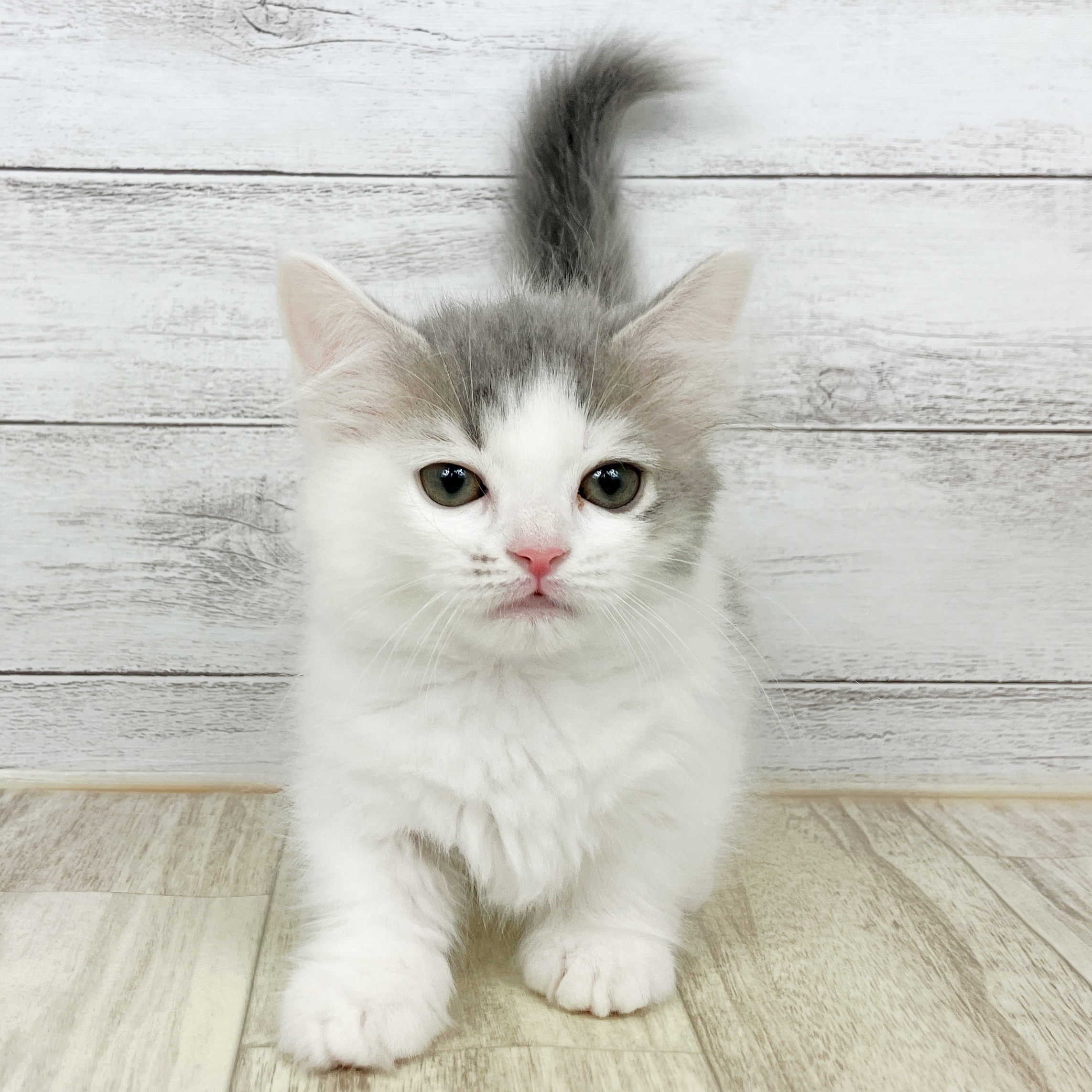 兵庫県のミヌエット (犬の家＆猫の里神戸店/2025年10月5日生まれ/女の子/ブルータビーホワイト)の子猫