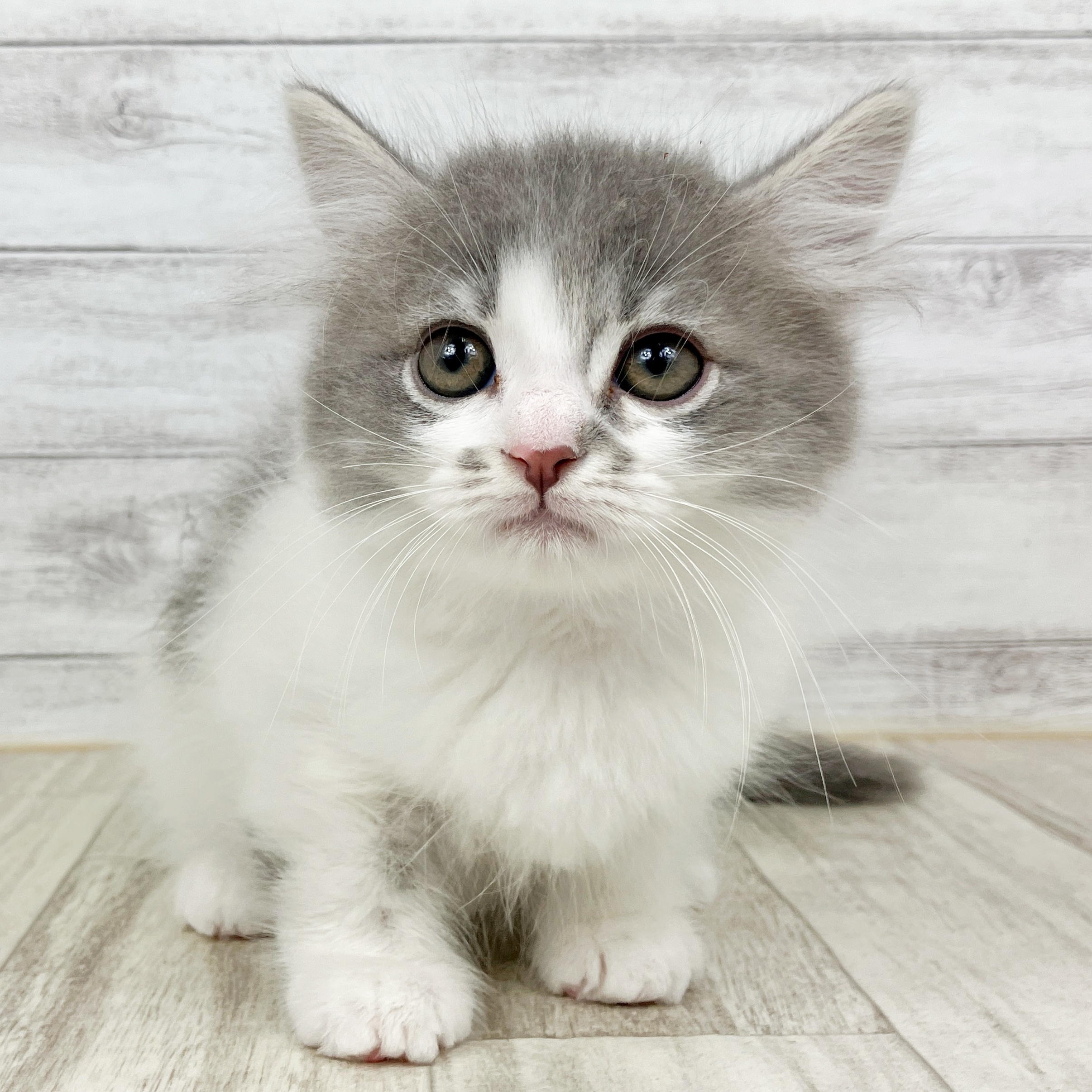 兵庫県のミヌエット (犬の家＆猫の里川西店/2025年10月5日生まれ/女の子/ブルータビーホワイト)の子猫