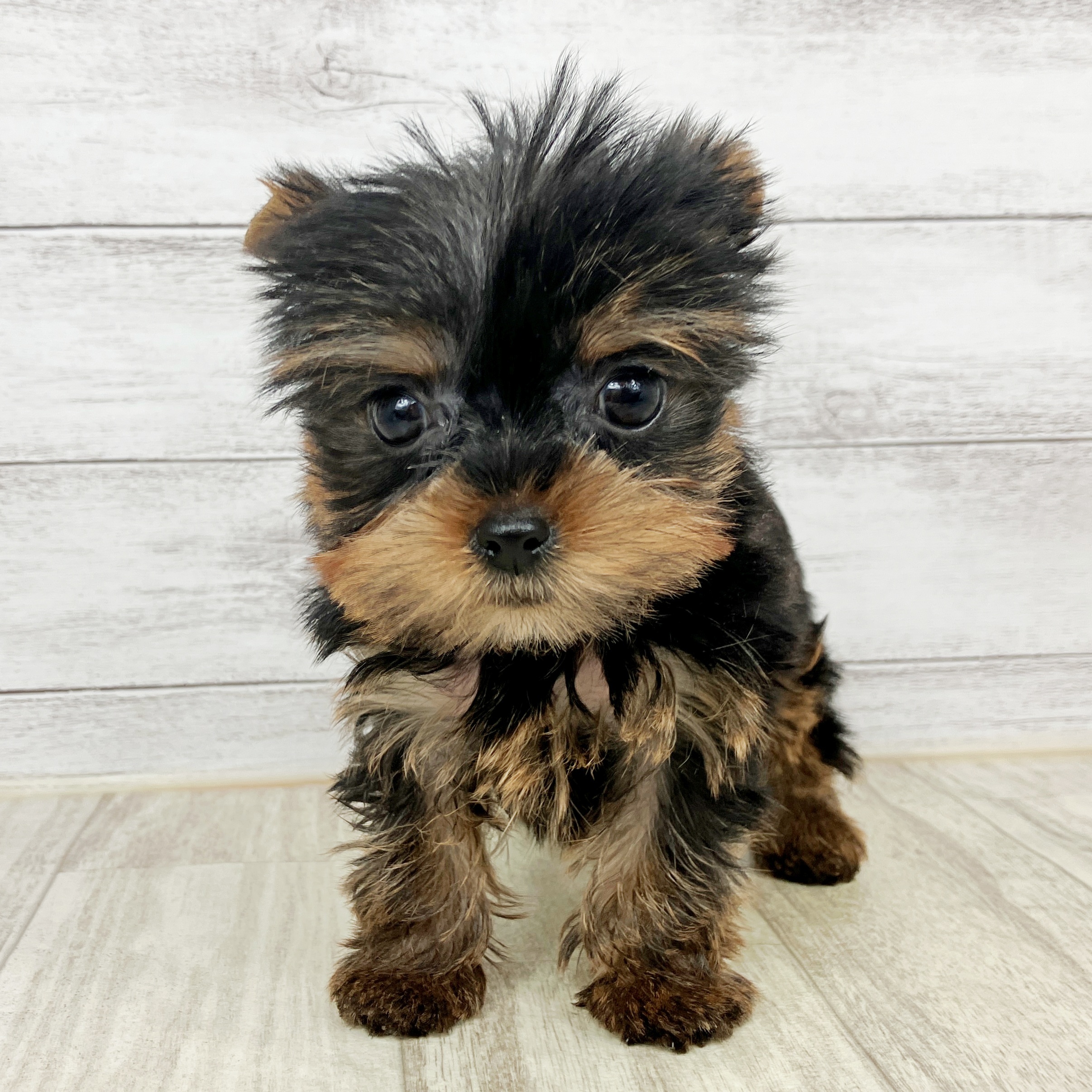 ヨークシャーテリア女の子の写真
