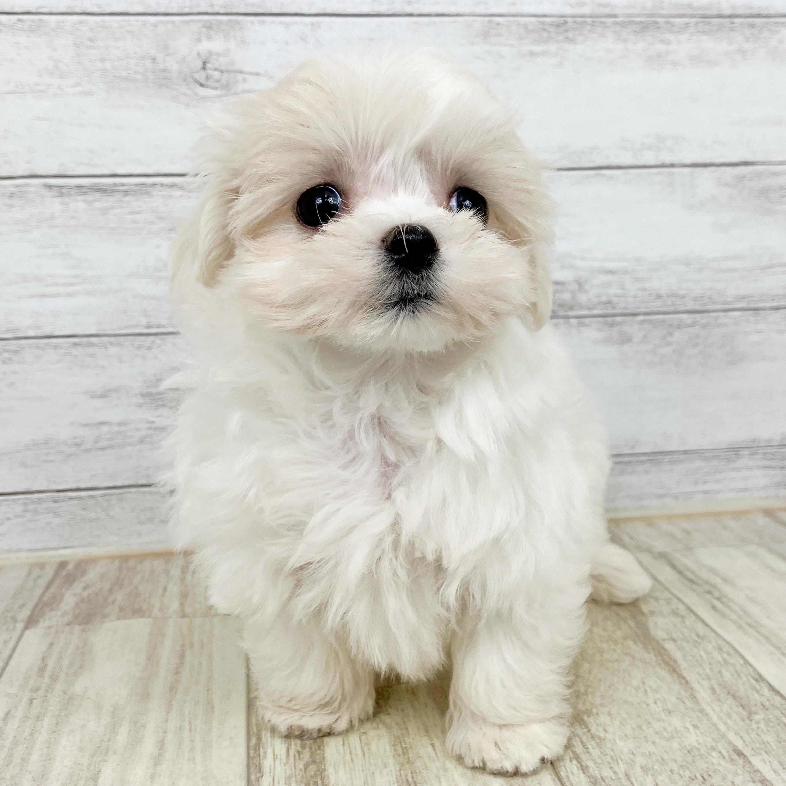 兵庫県のマルチーズ (犬の家＆猫の里尼崎店/2025年10月3日生まれ/女の子/ホワイト)の子犬