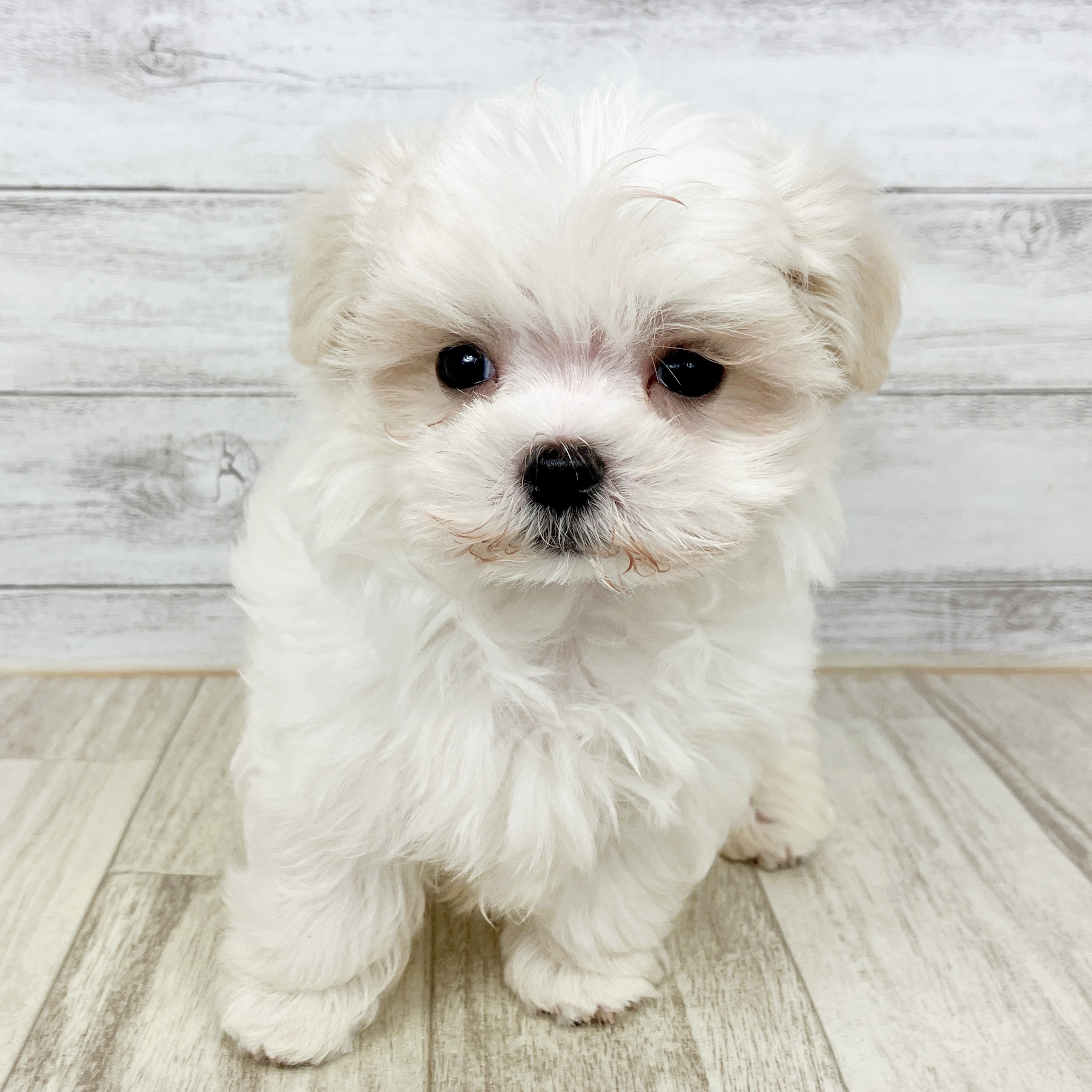 兵庫県のマルチーズ (犬の家＆猫の里川西店/2025年10月3日生まれ/男の子/ホワイト)の子犬