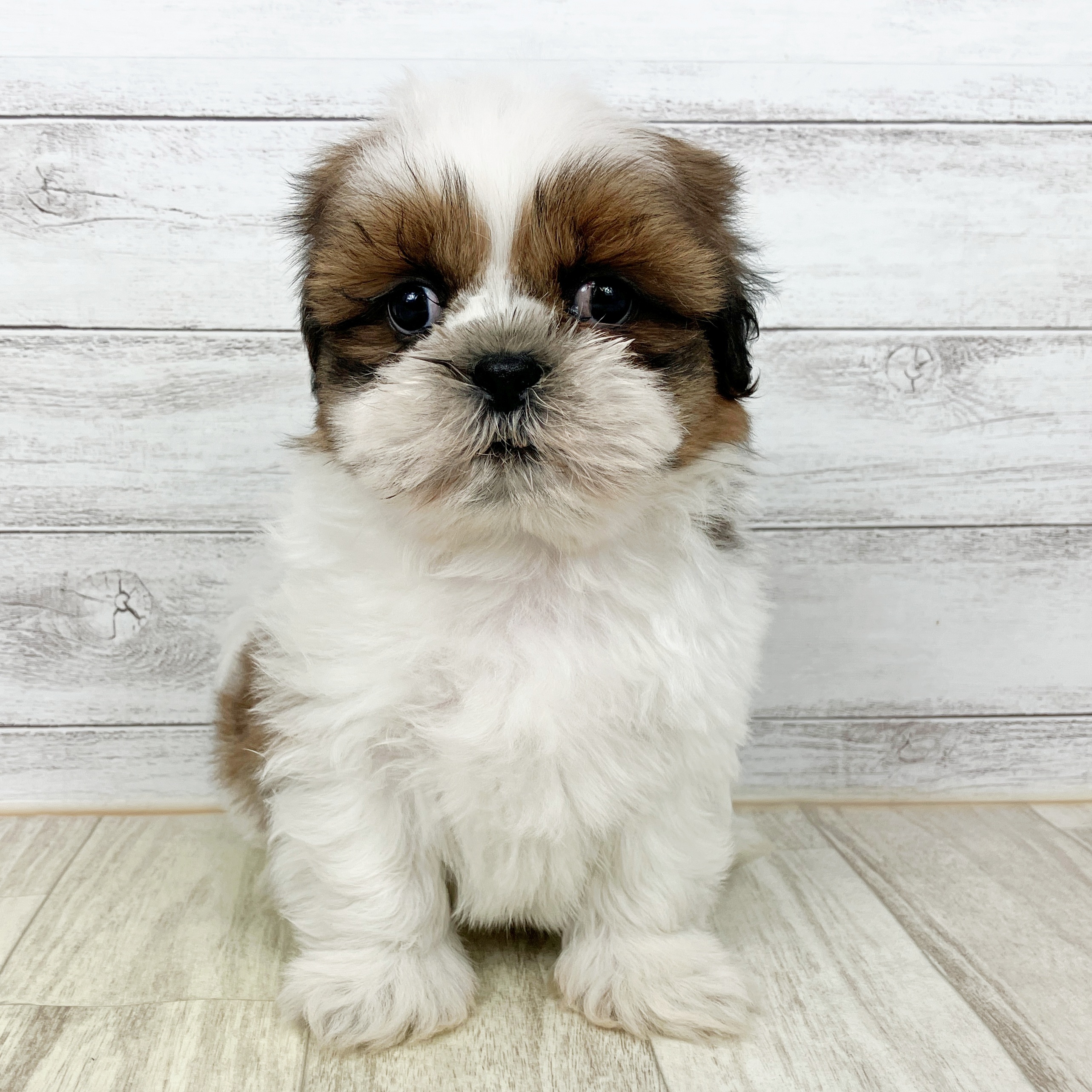 兵庫県のシーズー (犬の家＆猫の里川西店/2025年10月4日生まれ/男の子/ホワイトゴールド)の子犬