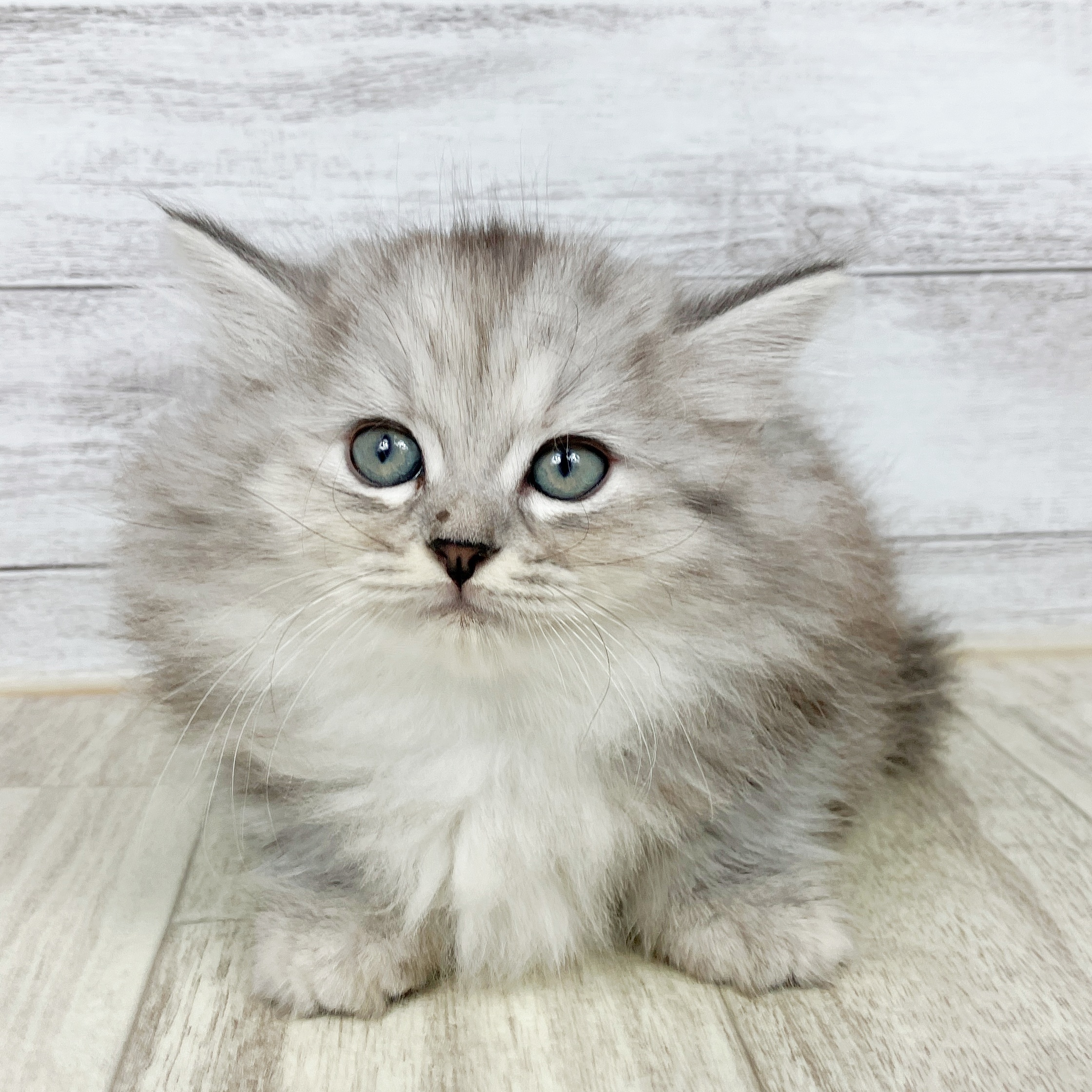 ミヌエット女の子の写真