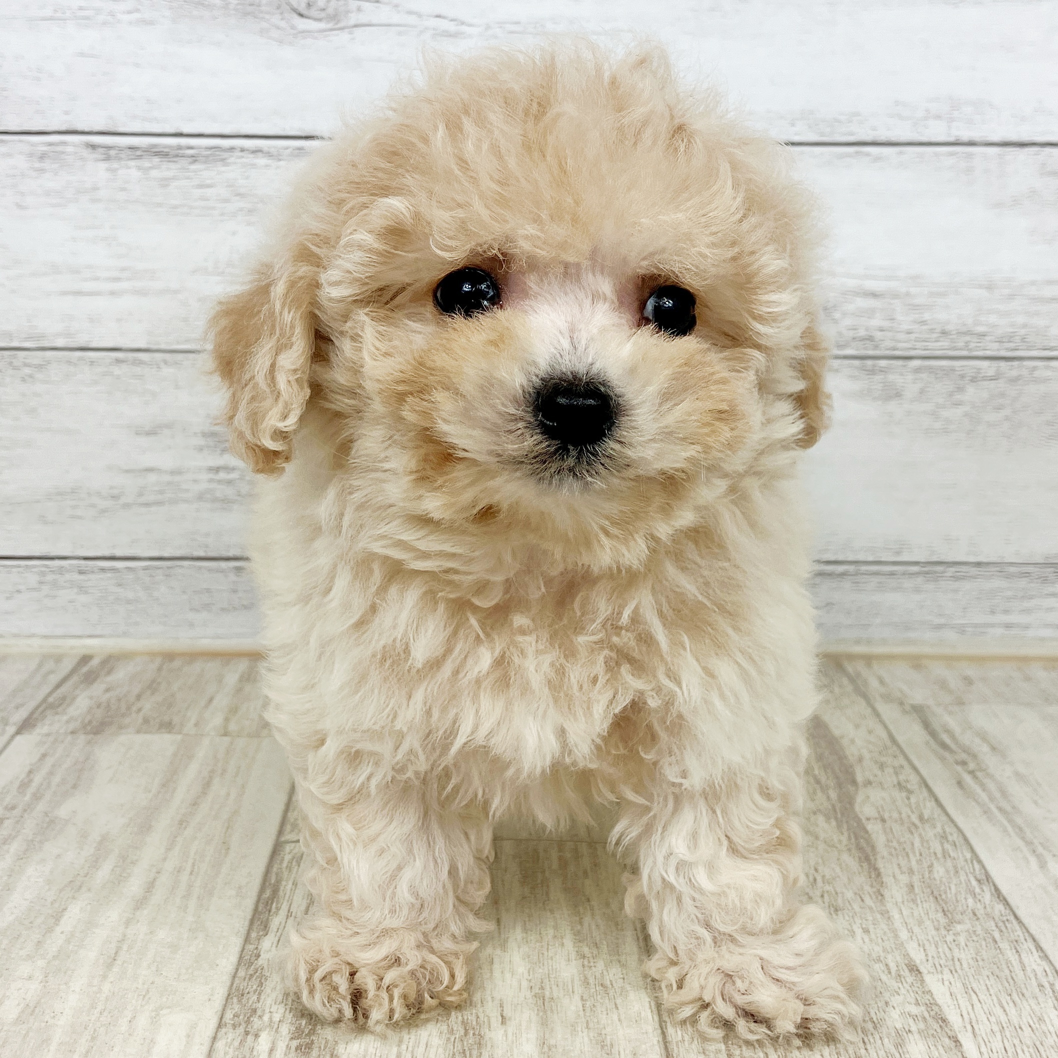 ハーフ犬男の子の写真