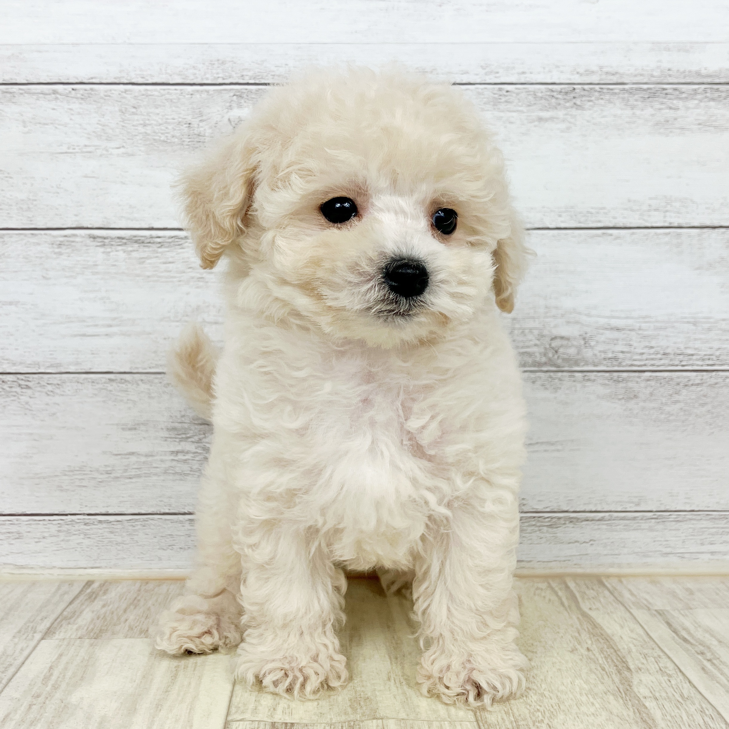 兵庫県のビションプー(ビションフリーゼ×プードル) (犬の家＆猫の里ゆめタウン姫路店/2025年10月5日生まれ/男の子/クリーム)の子犬