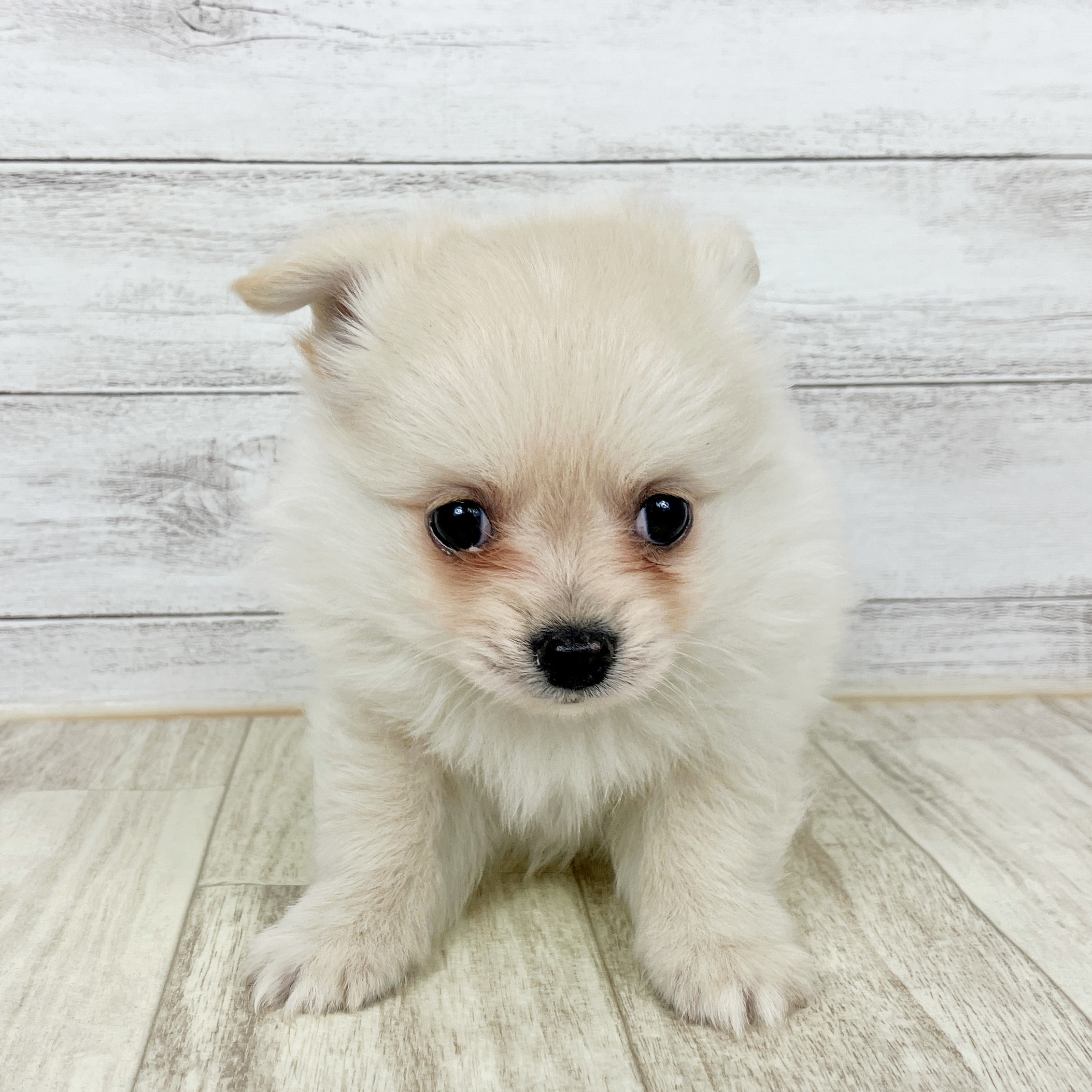 兵庫県のポメチワ/チワポメ/ポメチー(ポメラニアン×チワワ) (犬の家＆猫の里川西店/2025年10月4日生まれ/男の子/クリーム)の子犬