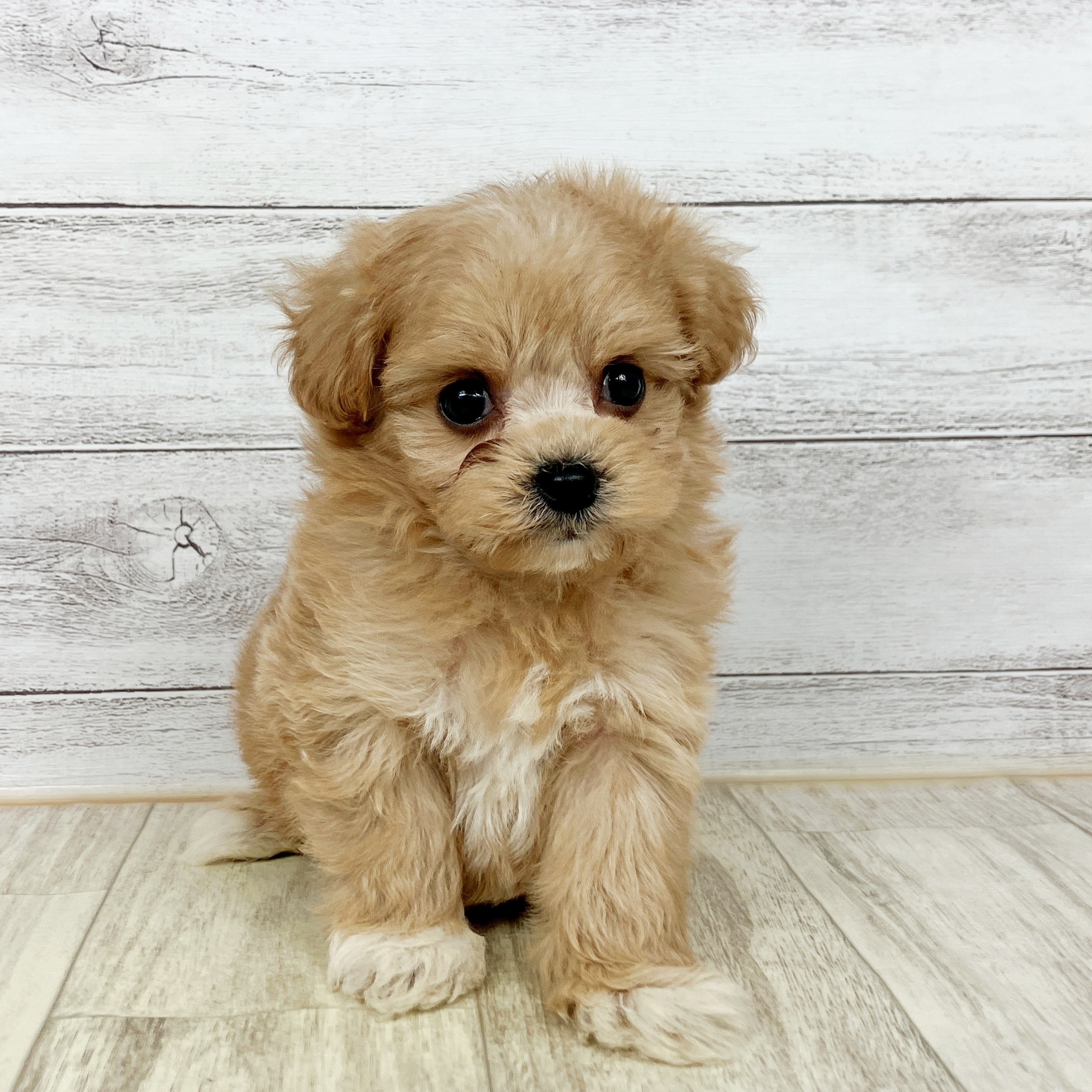 ハーフ犬女の子の写真