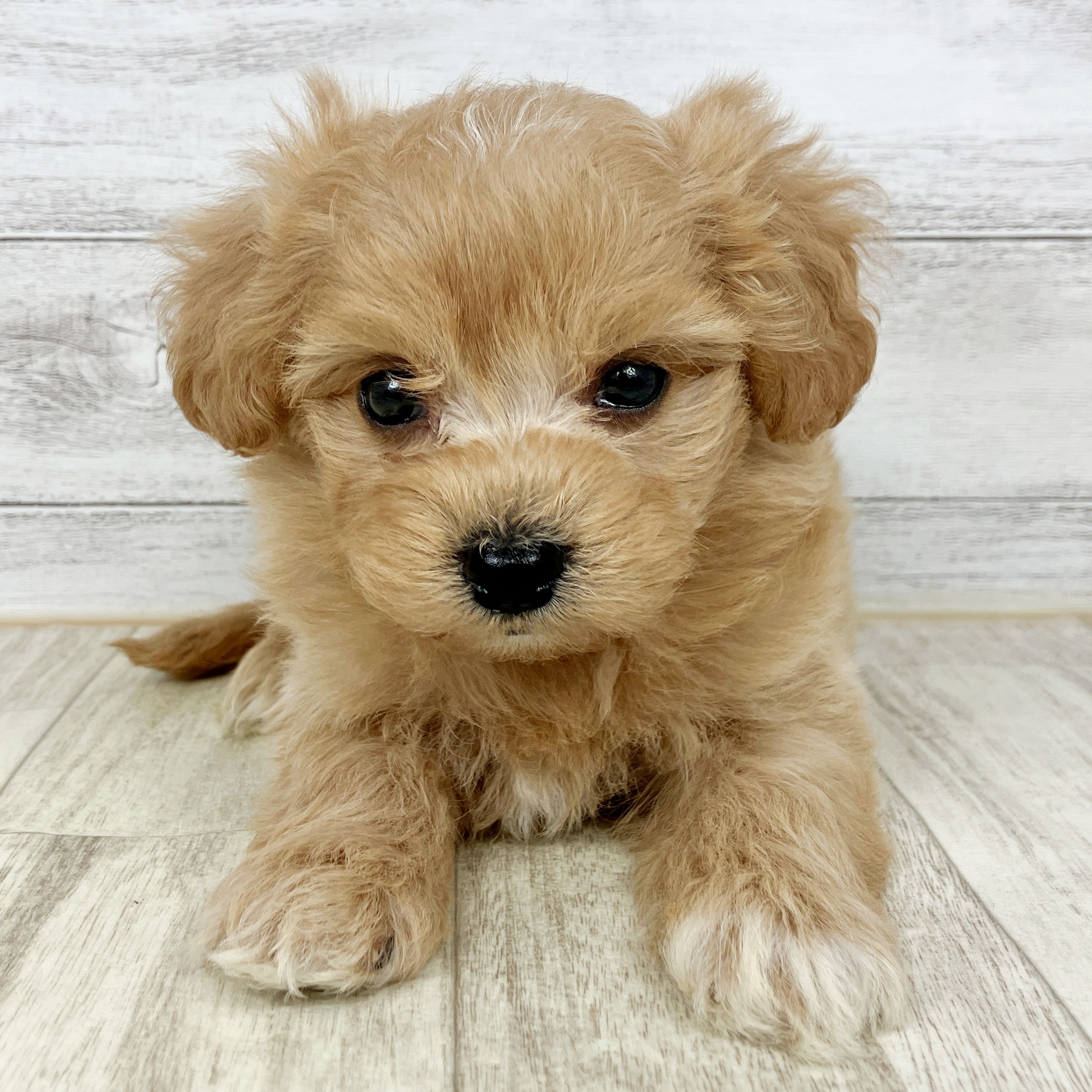 ハーフ犬男の子の写真