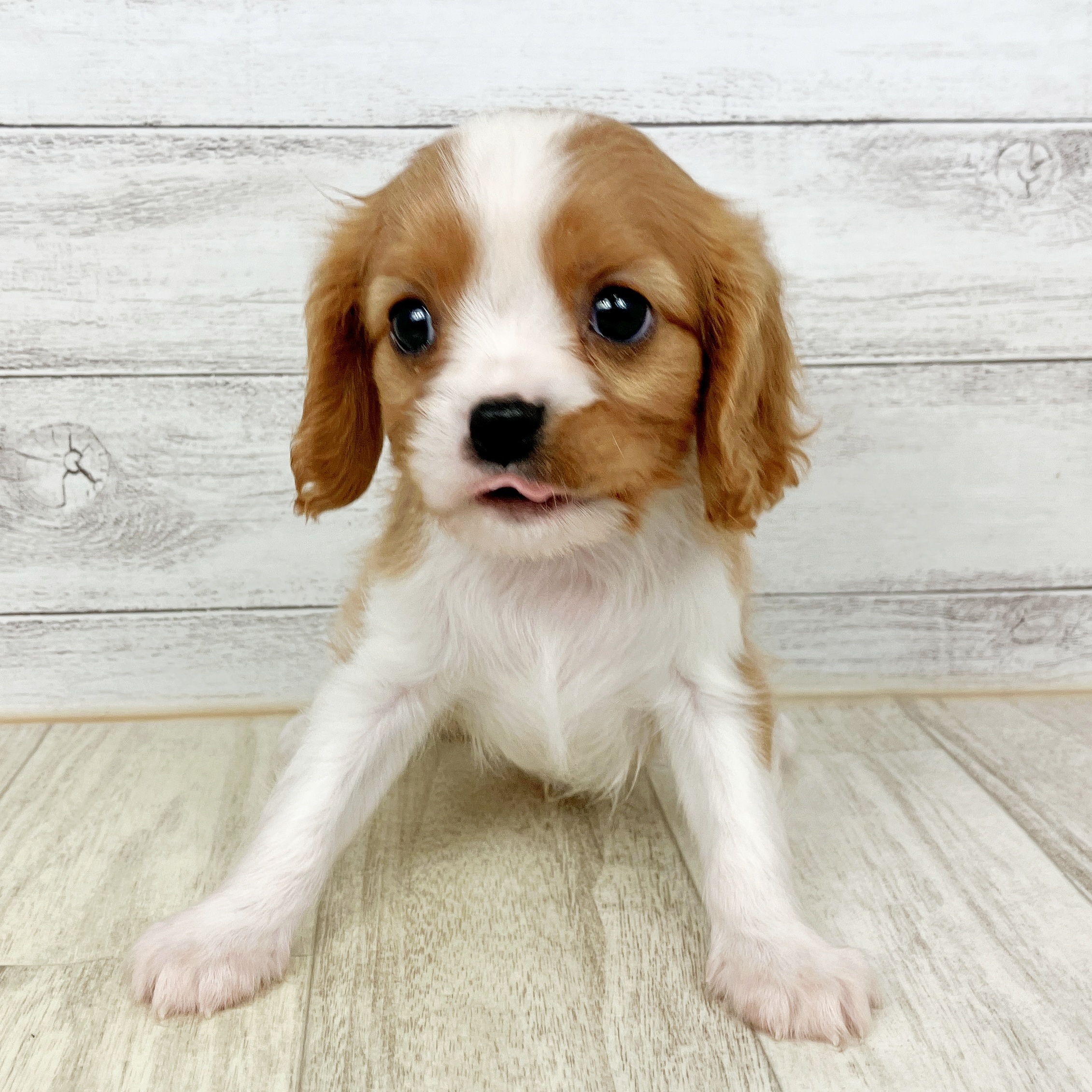 兵庫県のキャバリアキングチャールズスパニエル (犬の家＆猫の里神戸店/2025年10月5日生まれ/男の子/ブレンハイム)の子犬