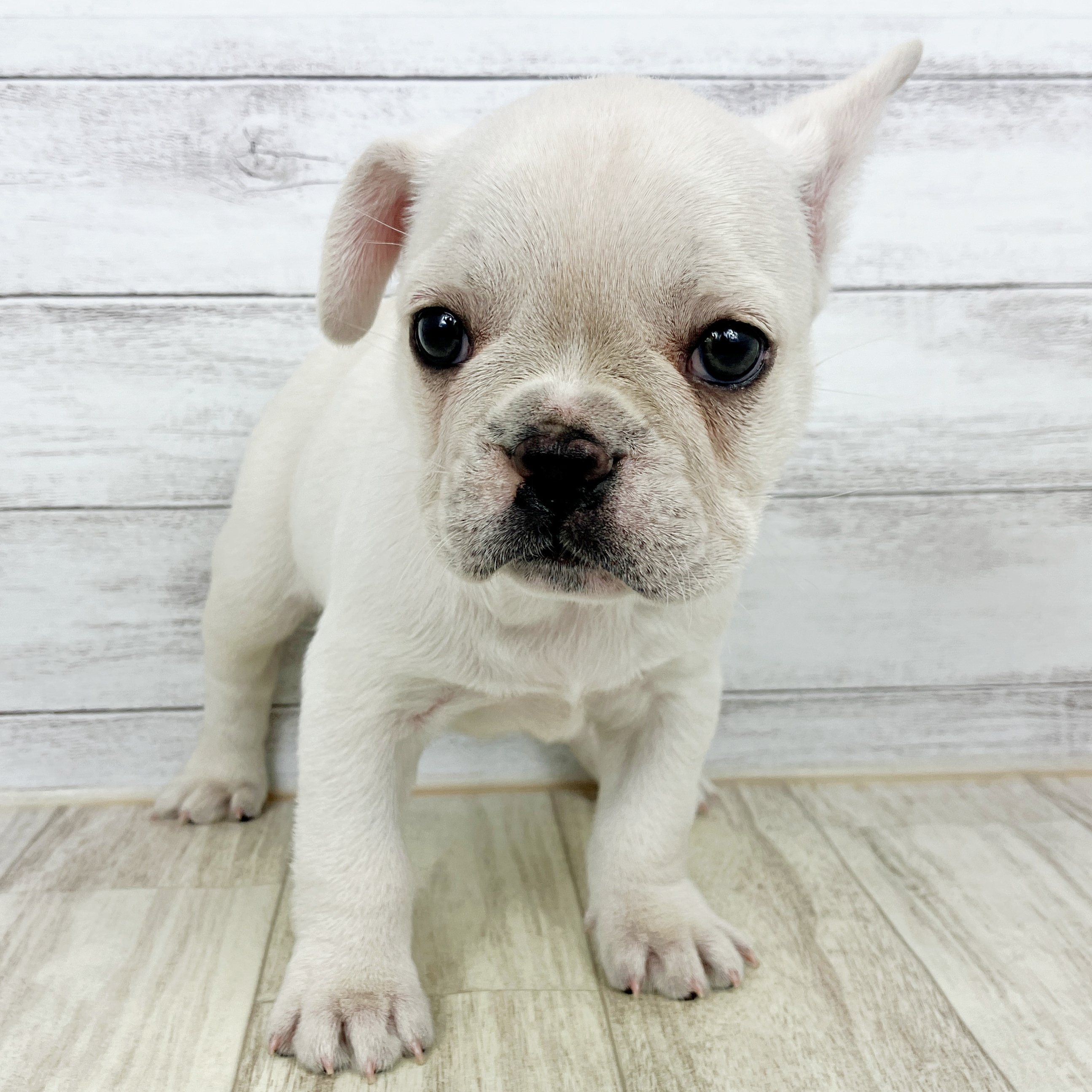 愛知県のフレンチブルドッグ (犬の家＆猫の里春日井本店/2025年10月3日生まれ/男の子/クリーム)の子犬