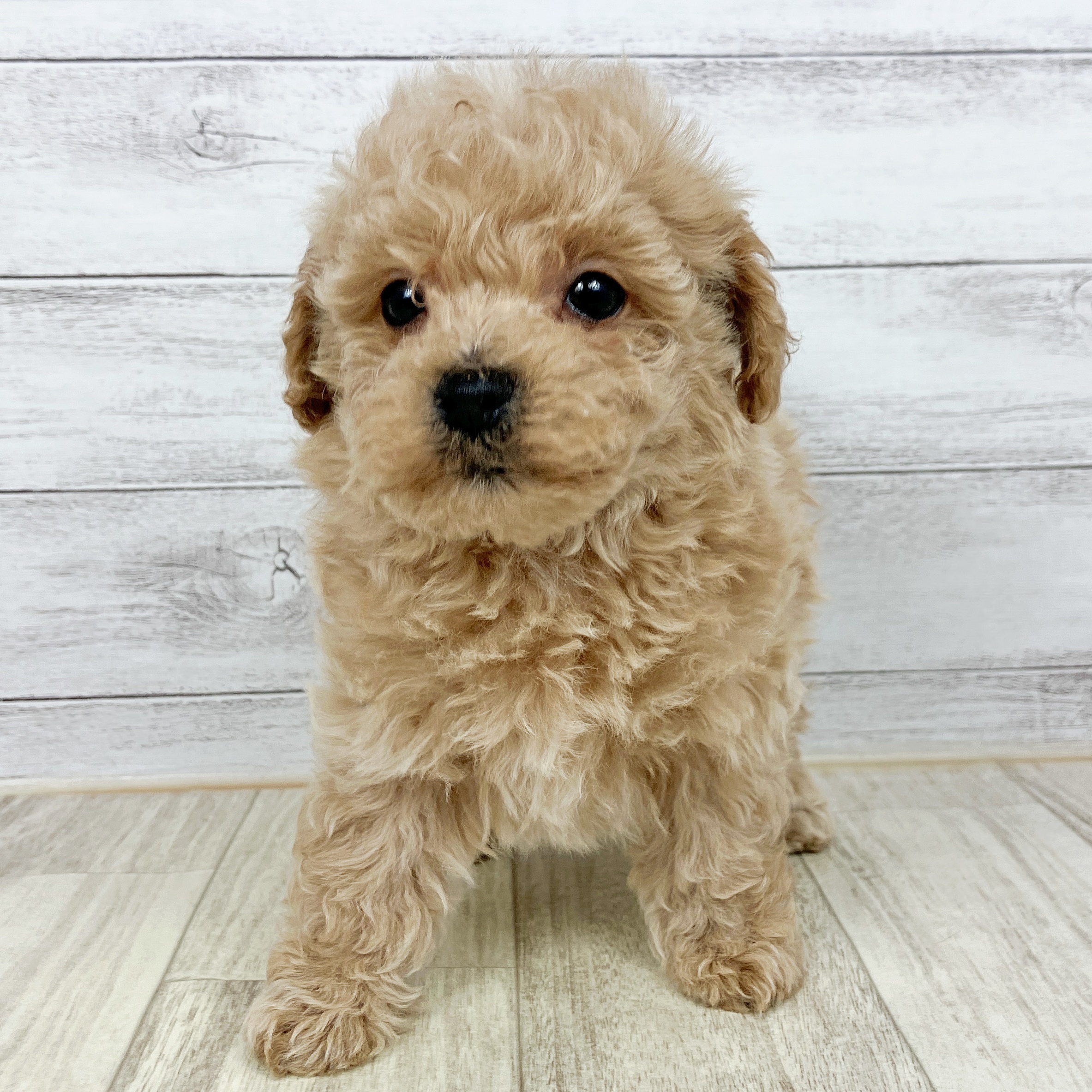 兵庫県のマルプー(マルチーズ×プードル) (犬の家＆猫の里川西店/2025年10月5日生まれ/男の子/アプリコット)の子犬