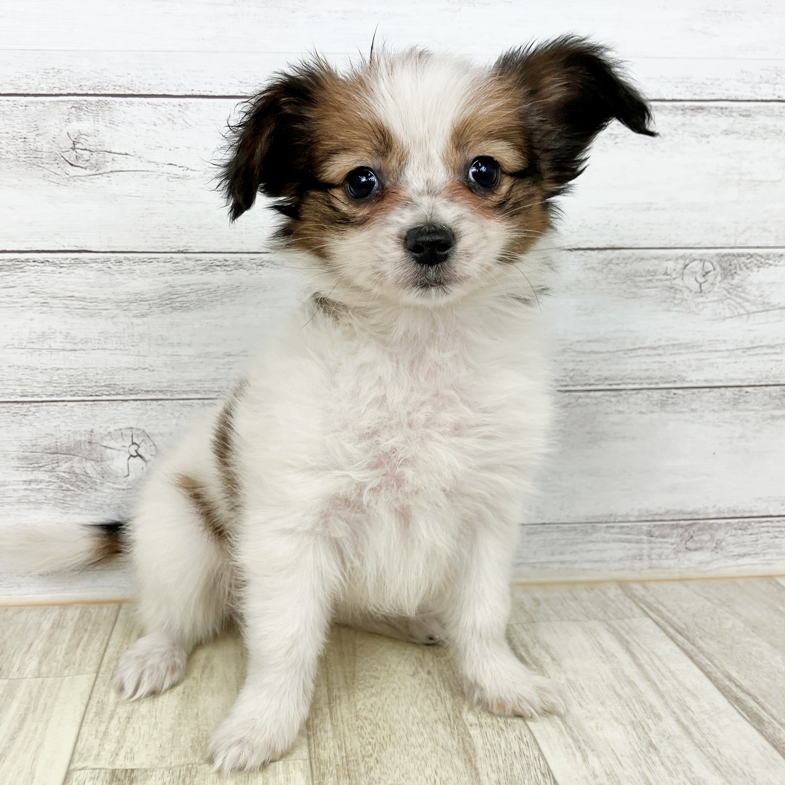 パピヨン女の子の写真