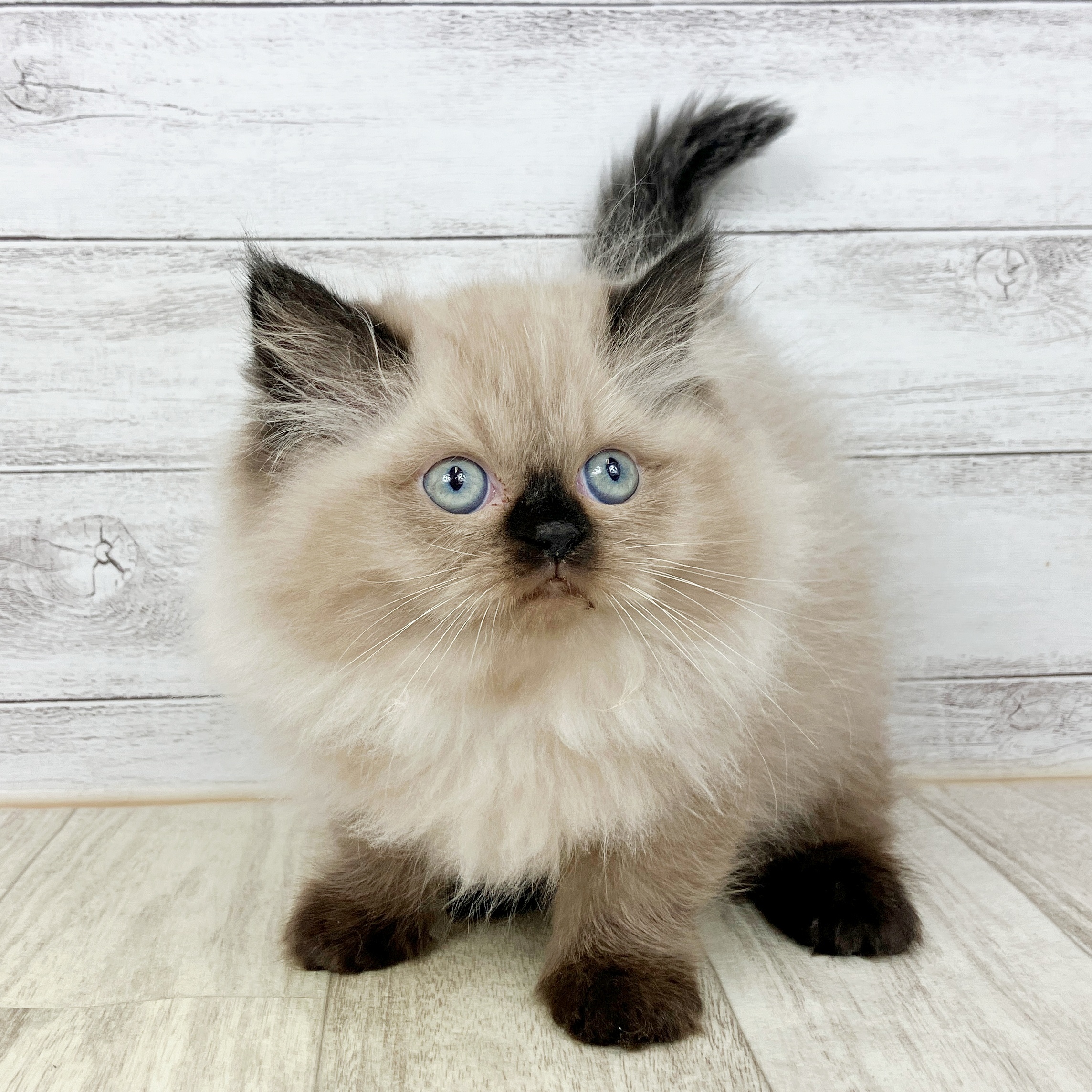 福井県のヒマラヤン (犬の家＆猫の里アミーゴ福井店/2025年10月4日生まれ/女の子/シールポイント)の子猫