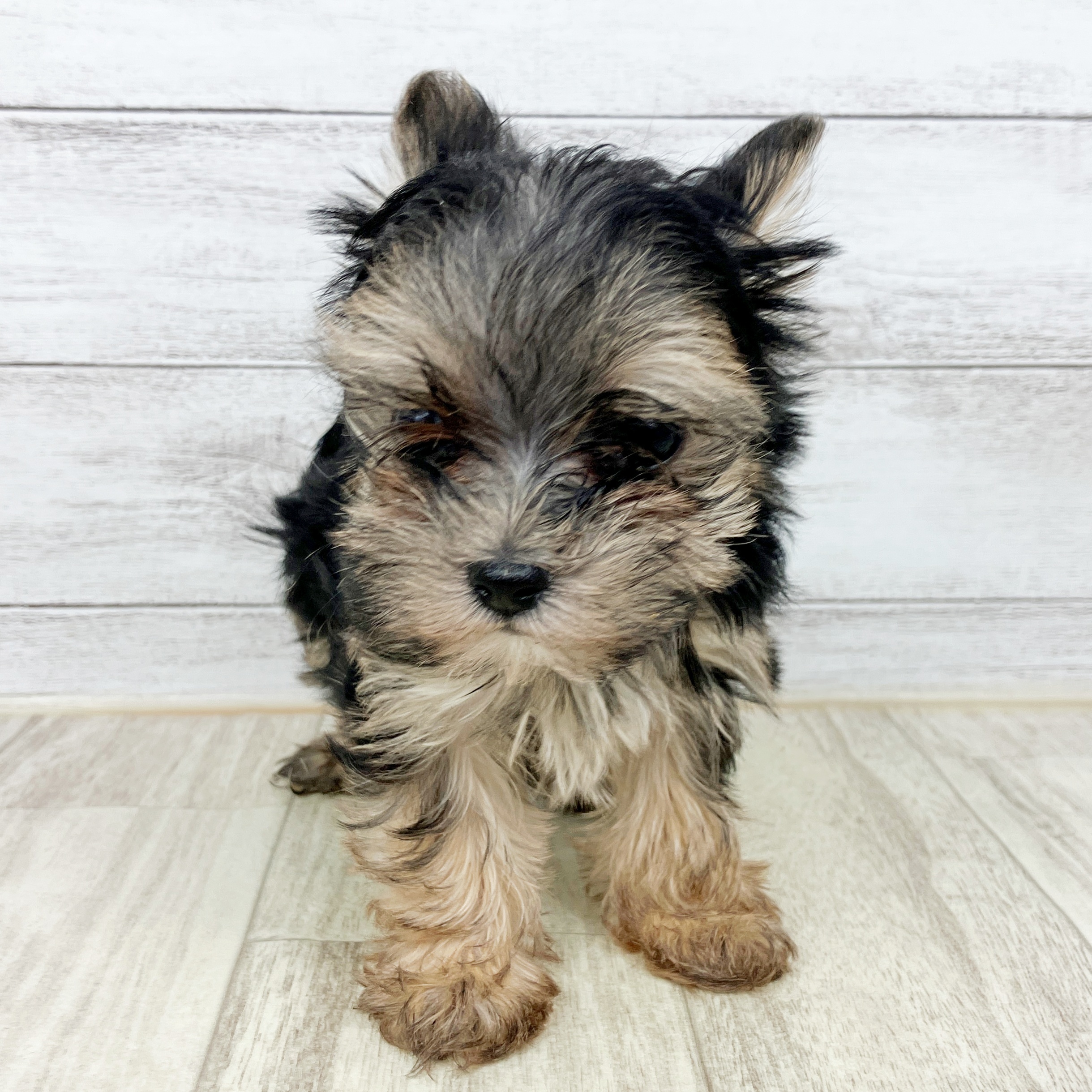 兵庫県のマルキー/マルヨーキー(マルチーズ×ヨークシャーテリア) (犬の家＆猫の里ニッケパークタウン加古川店/2025年10月4日生まれ/女の子/スチールブルータン)の子犬
