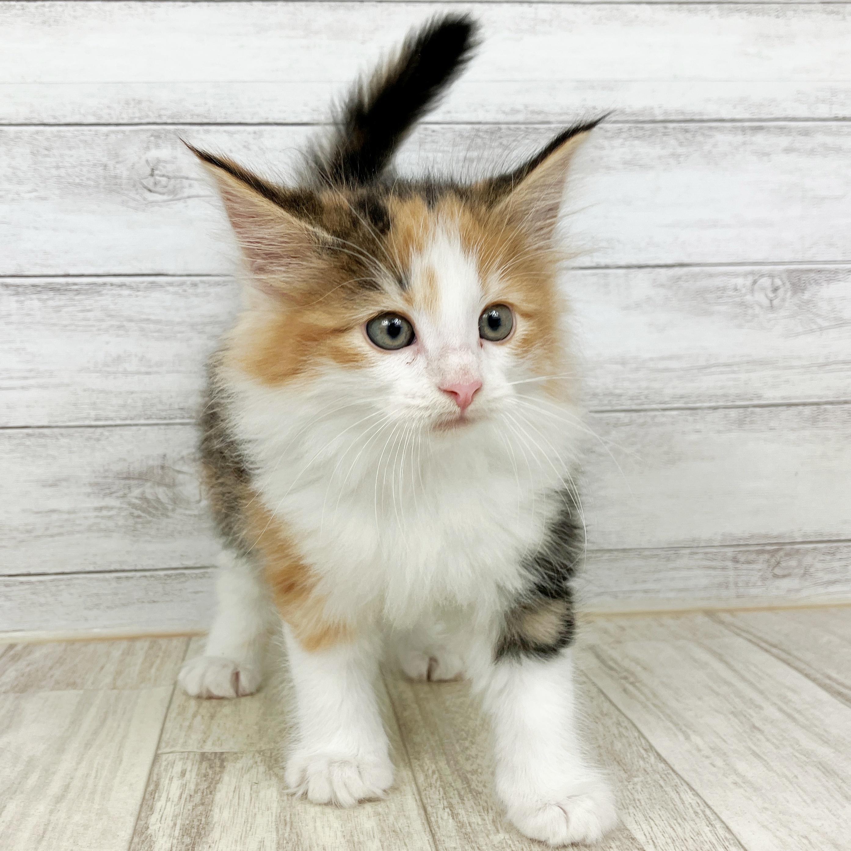 兵庫県のノルウェージャンフォレストキャット (犬の家＆猫の里神戸店/2025年10月3日生まれ/女の子/ブラウンパッチドタビーホワイト)の子猫の3枚目の画像