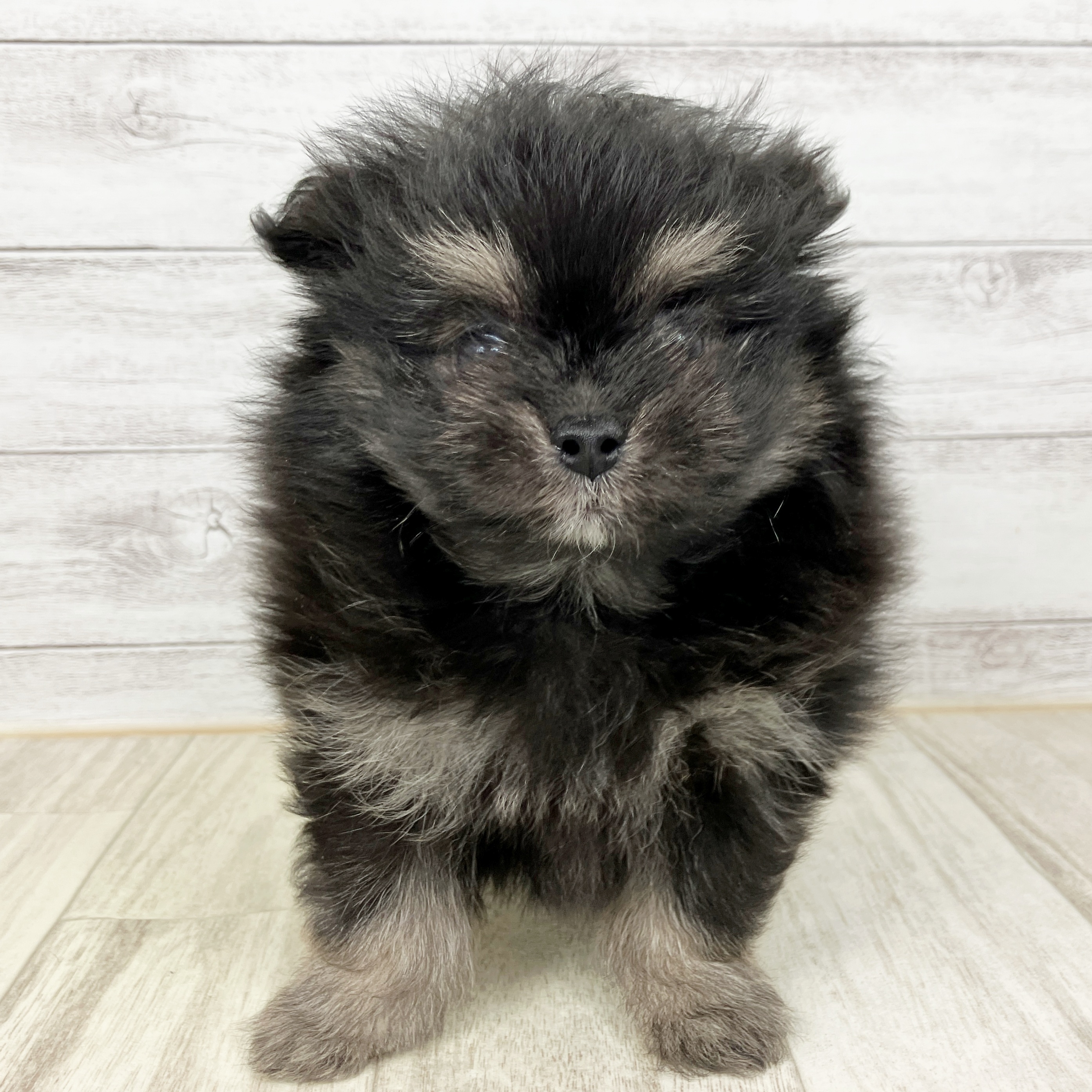ハーフ犬男の子の写真