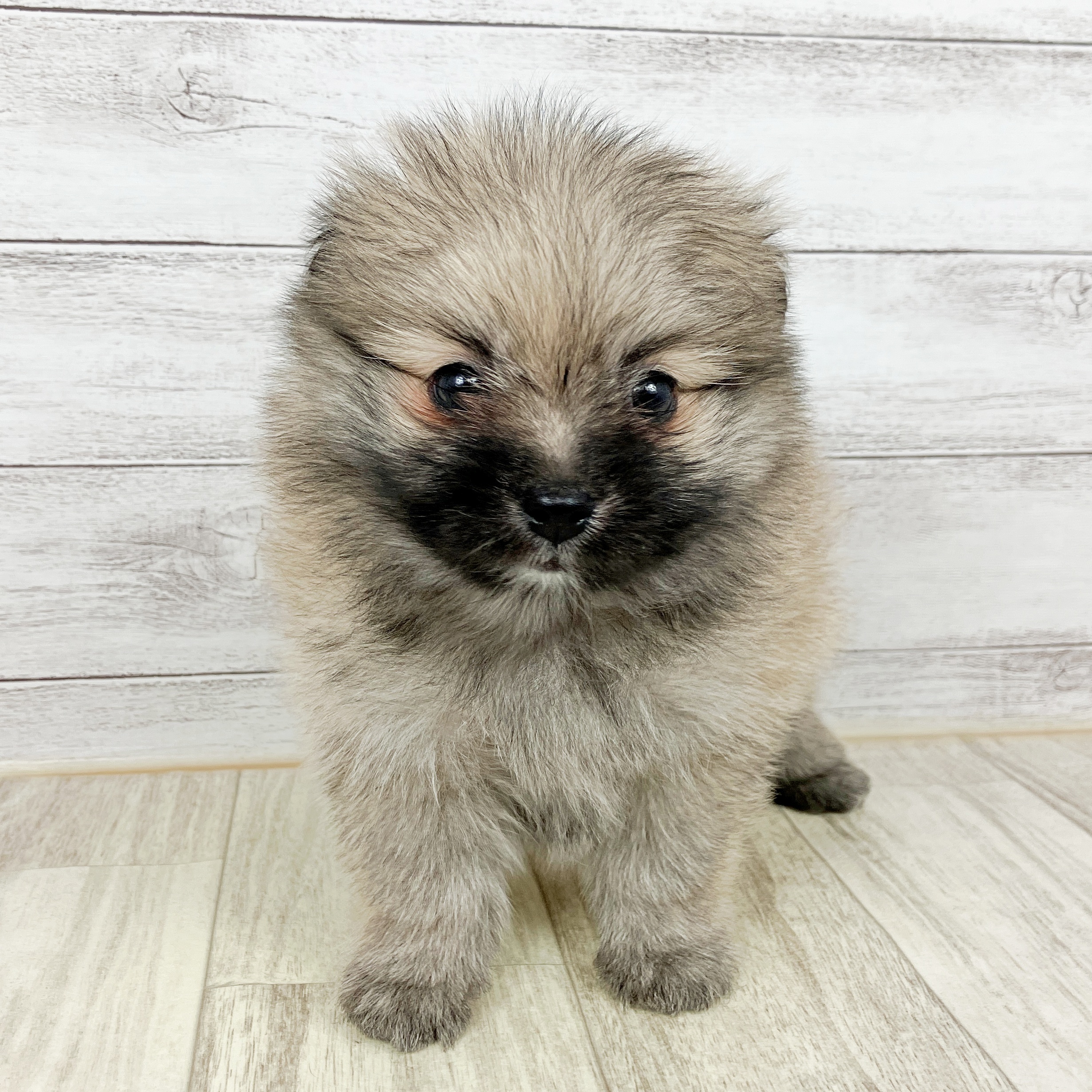 兵庫県のポメマル/マルポメ(ポメラニアン×マルチーズ) (犬の家＆猫の里神戸店/2025年10月5日生まれ/男の子/フォーン)の子犬