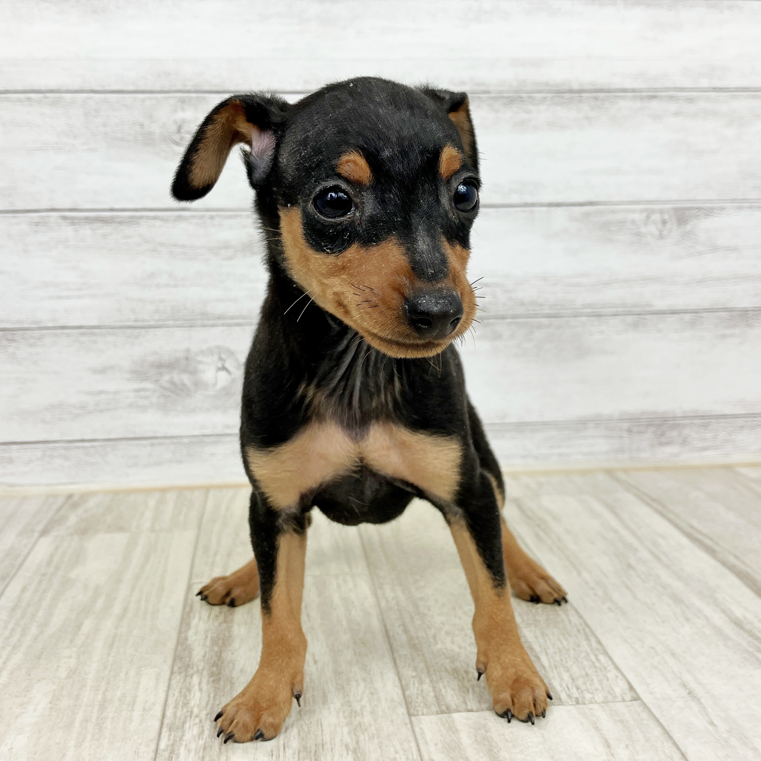 兵庫県のミニチュアピンシャー (犬の家＆猫の里神戸店/2025年10月4日生まれ/男の子/ブラックタン)の子犬