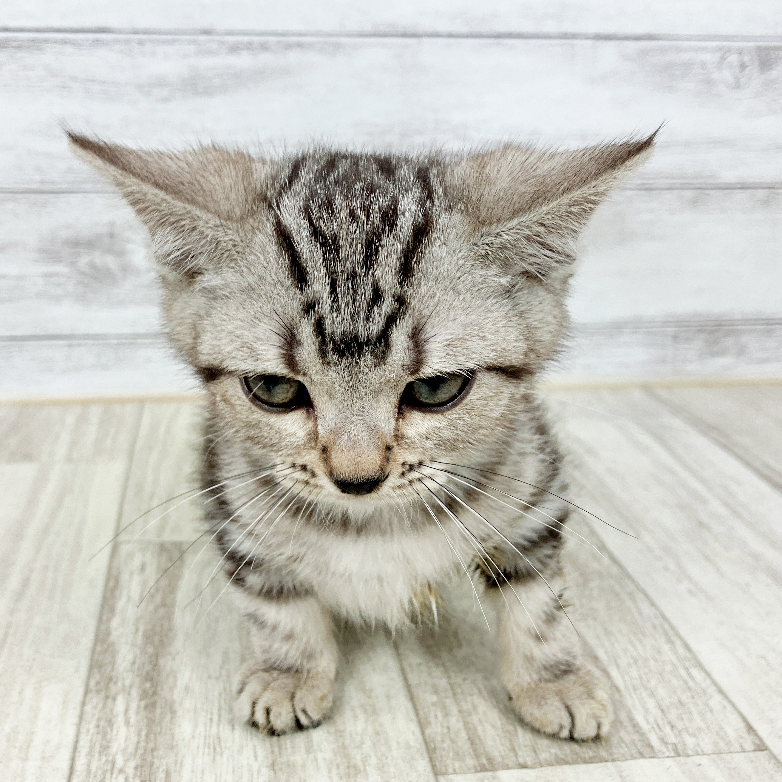 富山県のアメリカンショートヘアー (犬の家＆猫の里アミーゴ高岡蓮花寺店/2025年10月3日生まれ/女の子/シルバータビー)の子猫