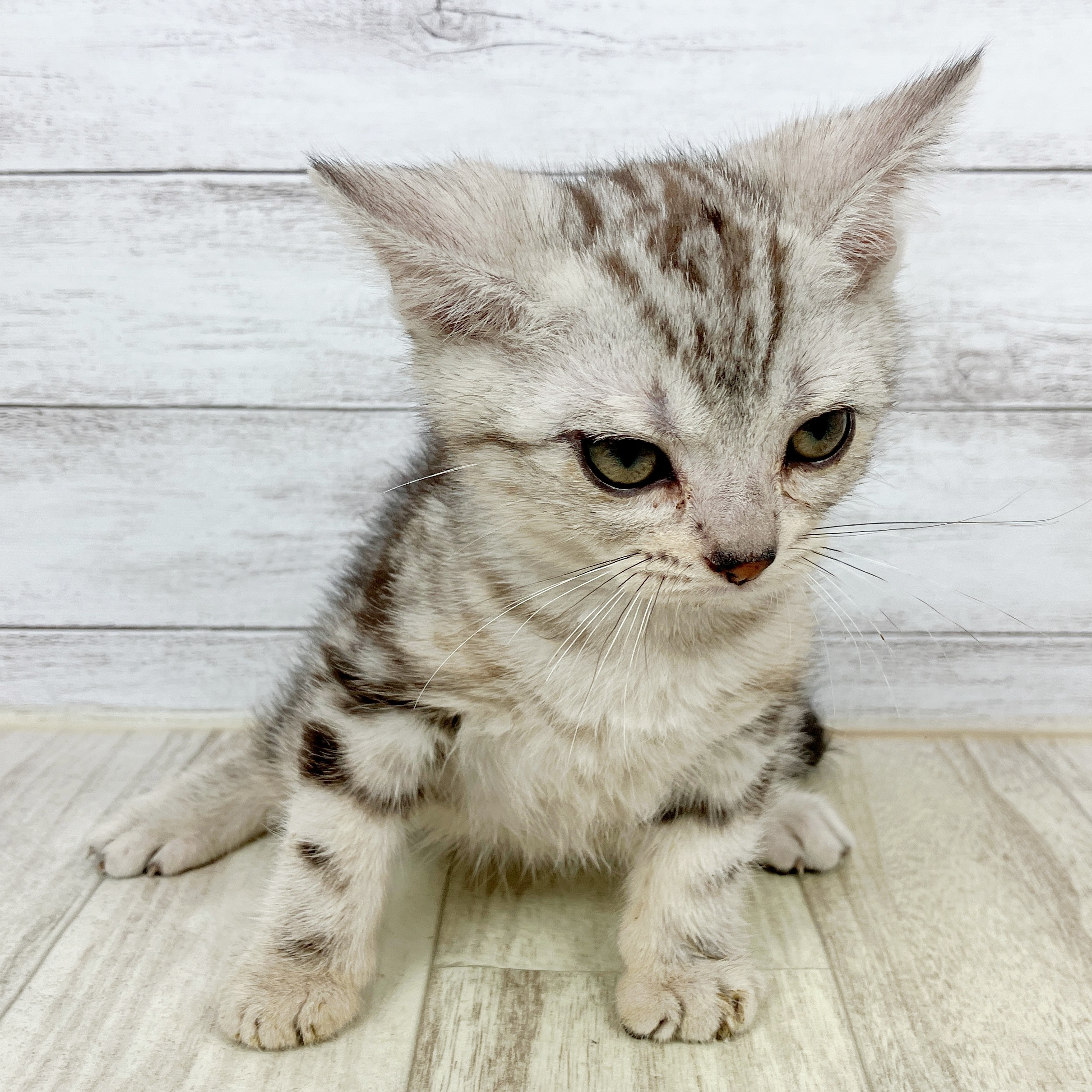 兵庫県のアメリカンショートヘアー (犬の家＆猫の里カナート西神戸店/2025年10月3日生まれ/男の子/シルバータビー)の子猫