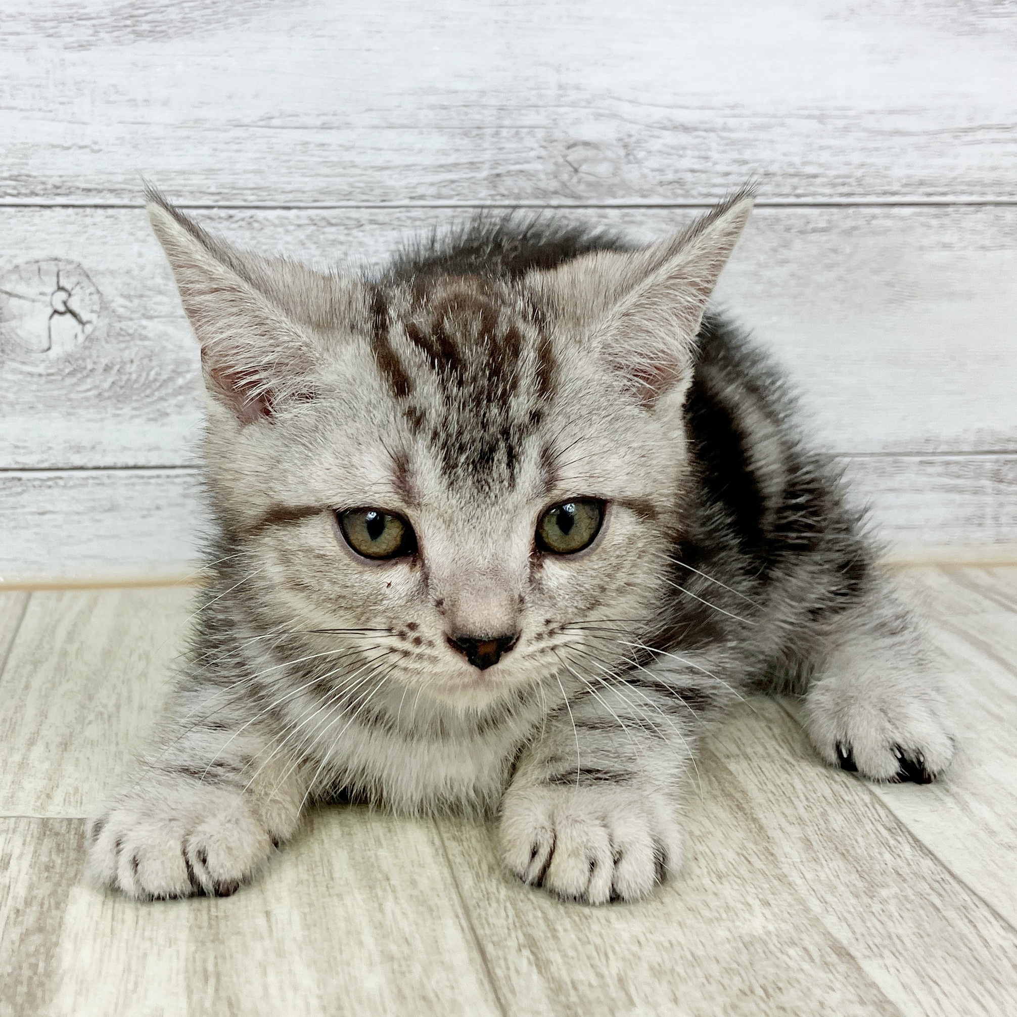 大阪府のアメリカンショートヘアー (犬の家＆猫の里そよら東岸和田店/2025年10月3日生まれ/男の子/シルバータビー)の子猫