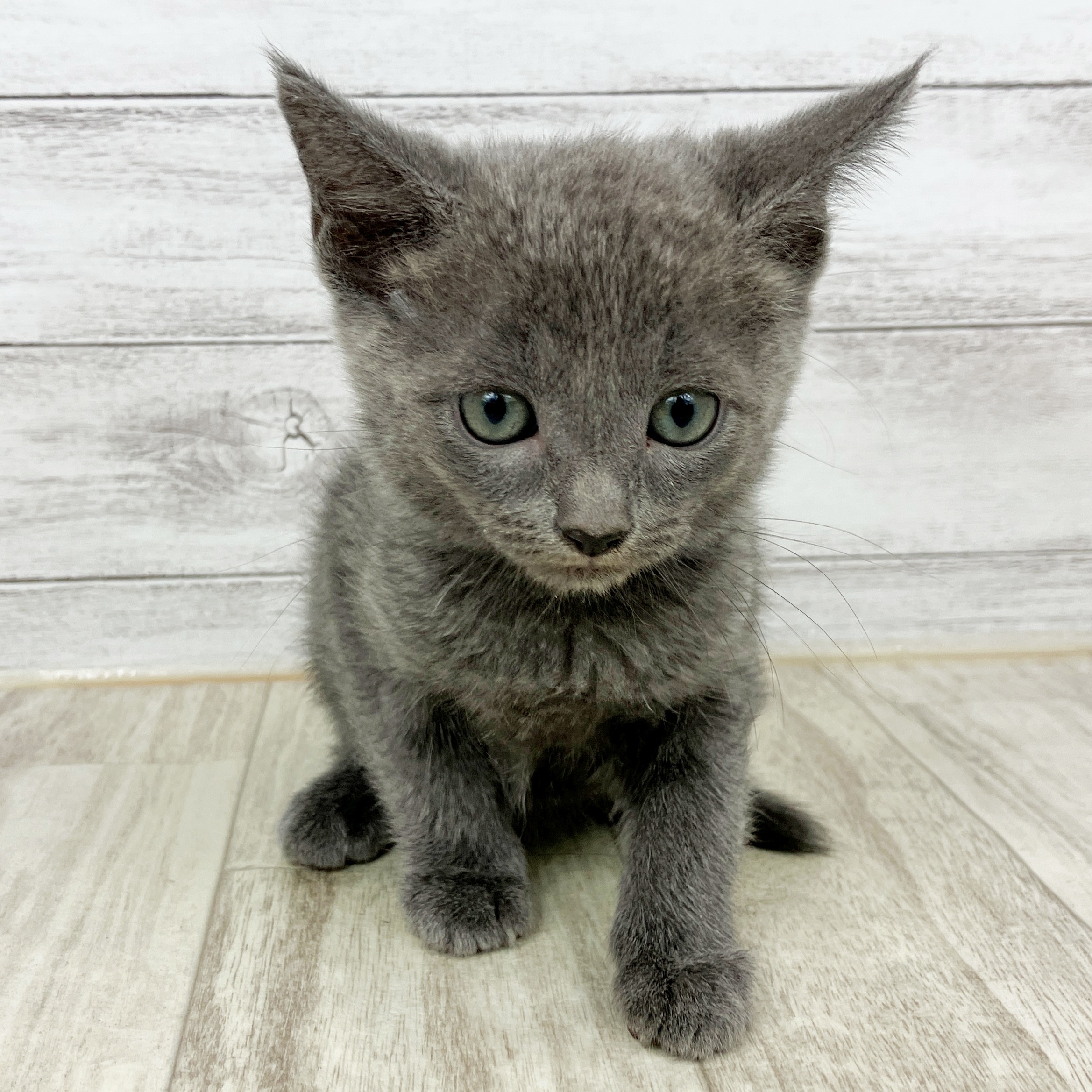 兵庫県のロシアンブルー (犬の家＆猫の里ニッケパークタウン加古川店/2025年10月5日生まれ/女の子/ブルー)の子猫