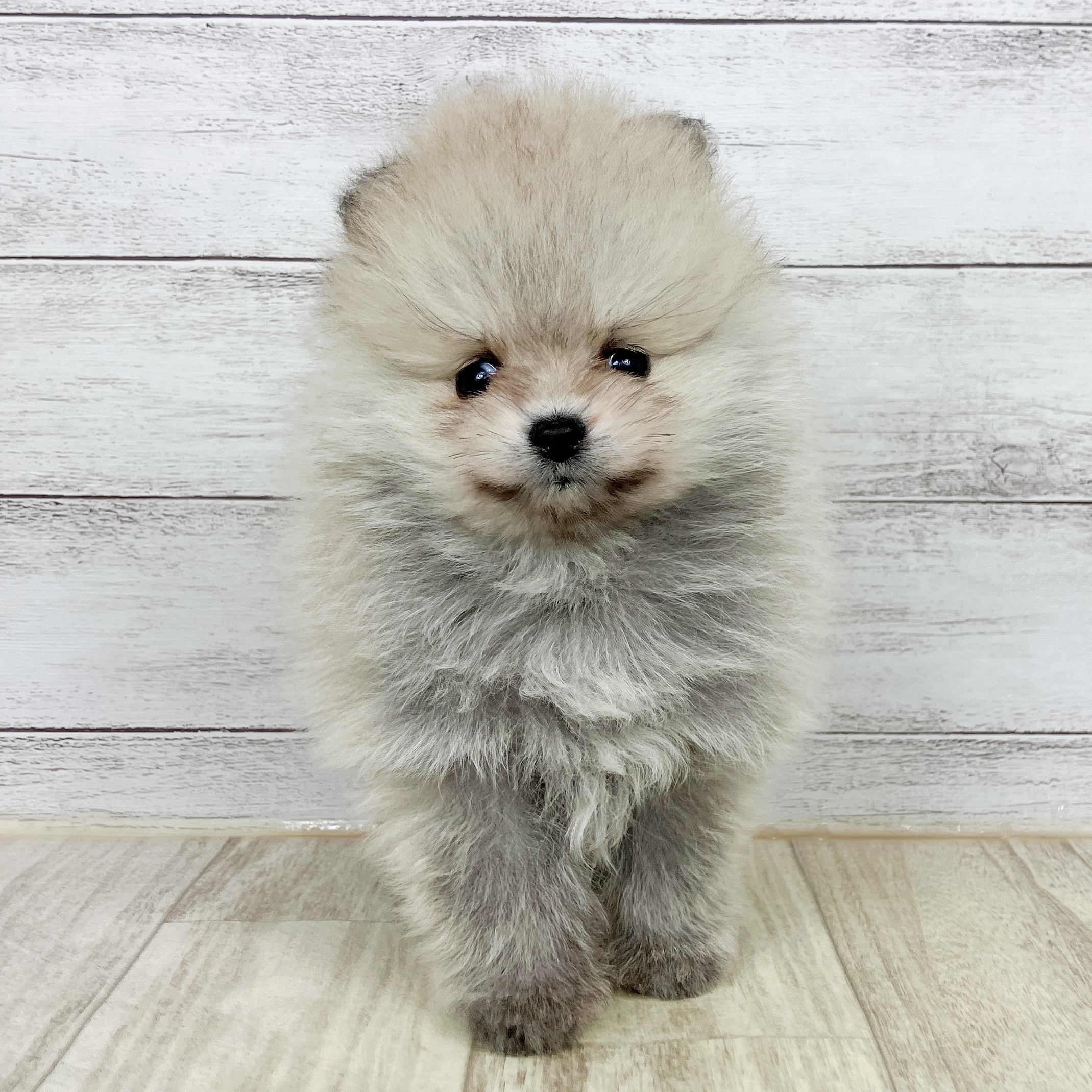 兵庫県のポメラニアン (犬の家＆猫の里尼崎店/2025年10月5日生まれ/女の子/ウルフセーブル)の子犬