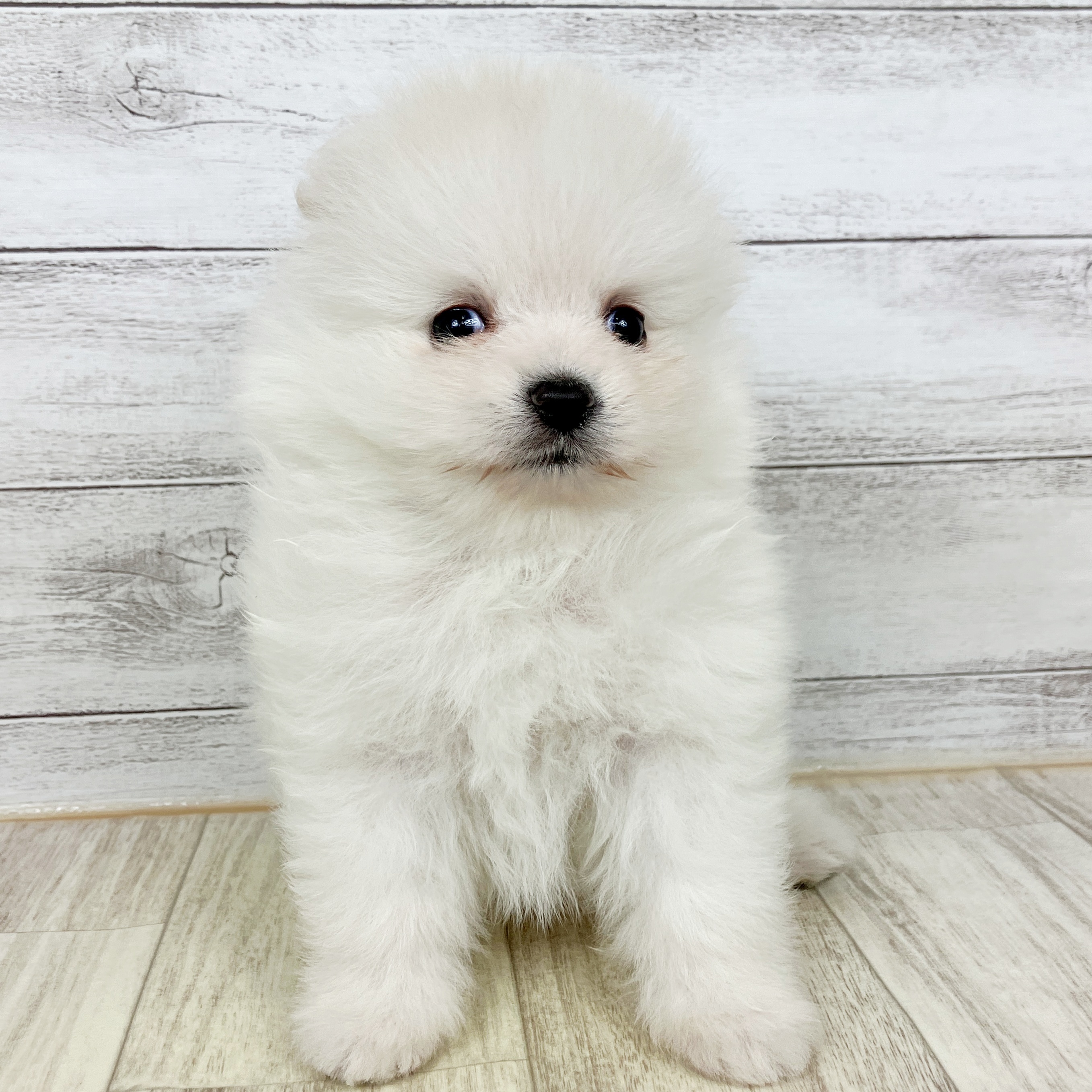 ポメラニアン女の子の写真