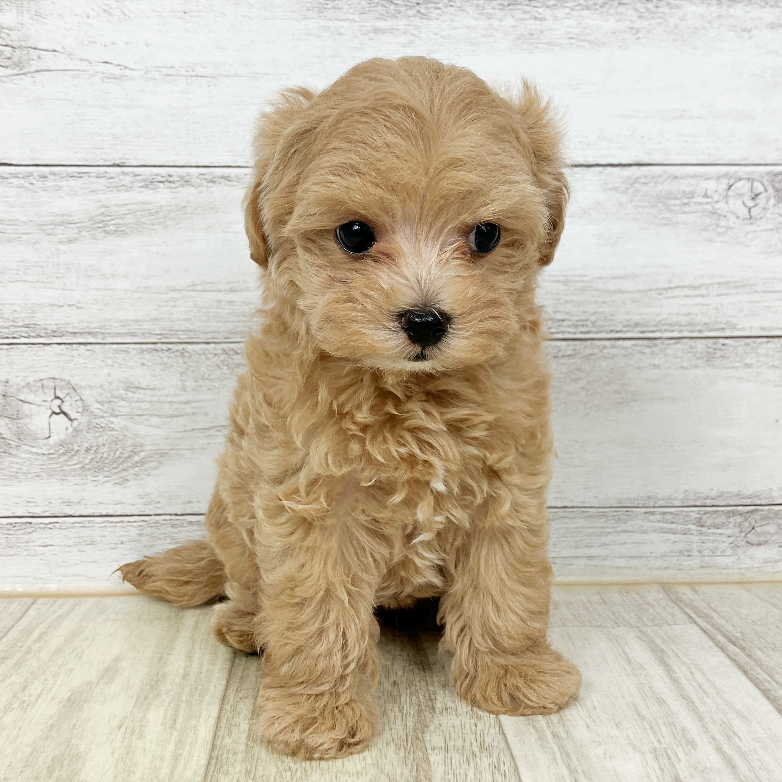 ハーフ犬女の子の写真