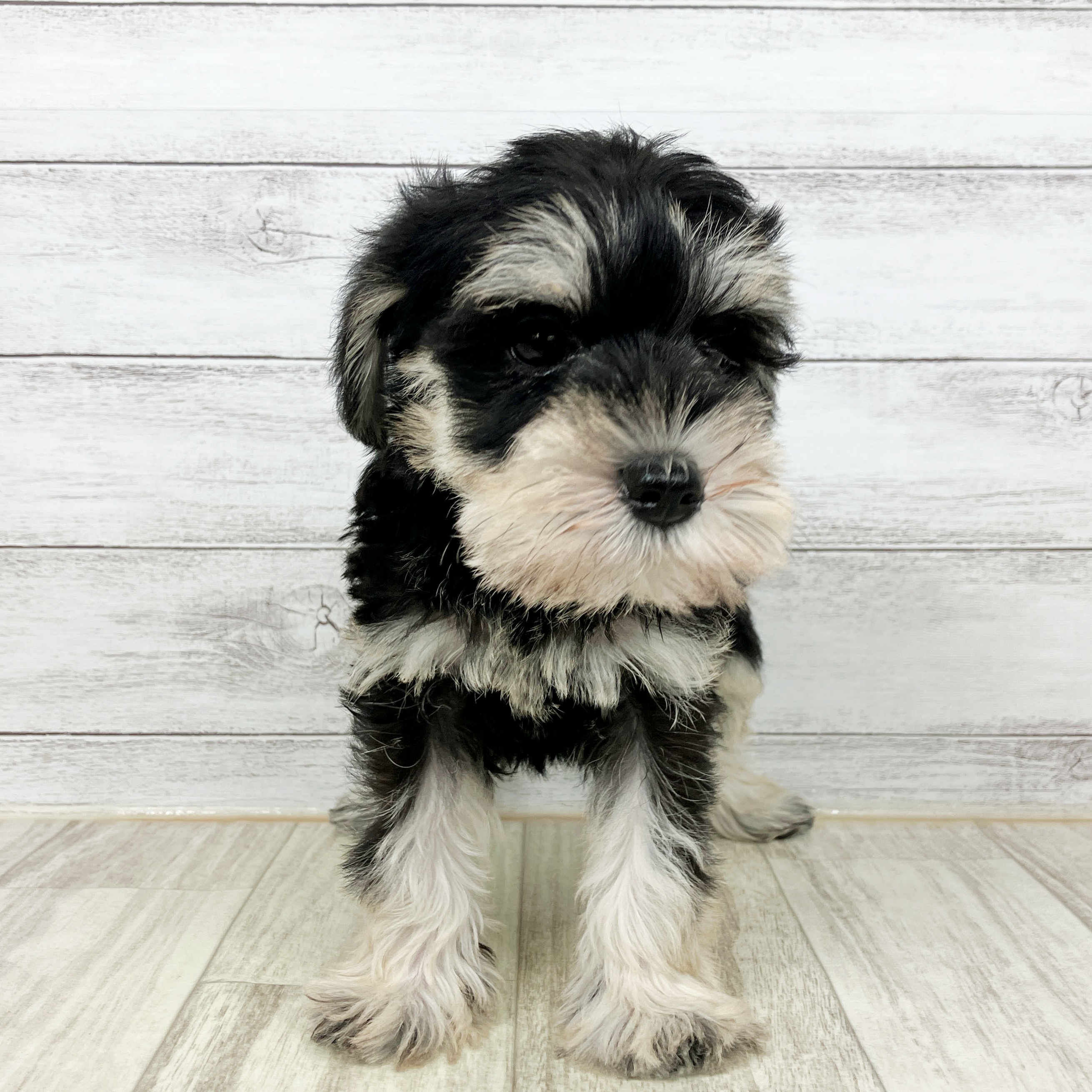 ミニチュアシュナウザー女の子の写真