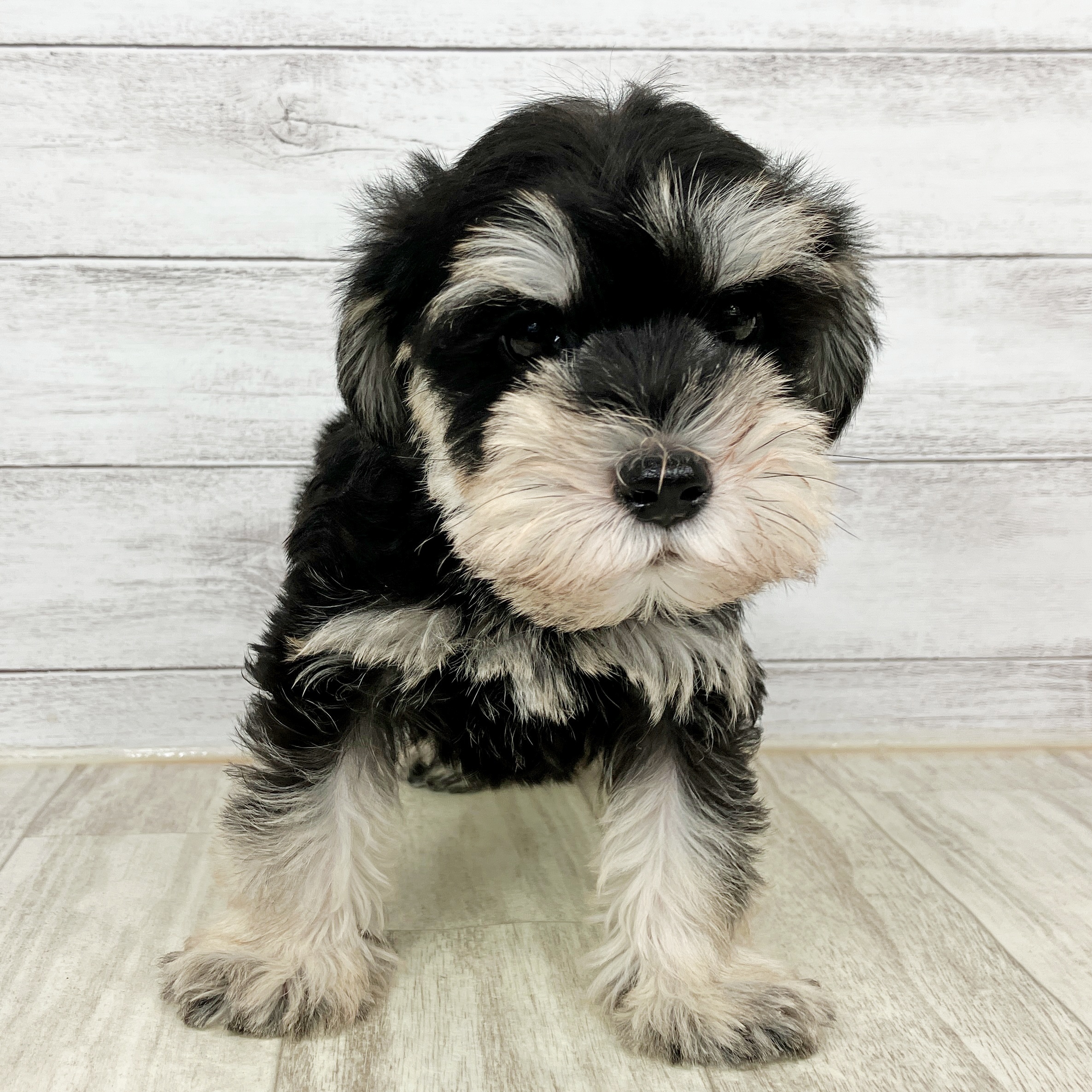 兵庫県のミニチュアシュナウザー (犬の家＆猫の里尼崎店/2025年10月4日生まれ/男の子/ブラックシルバー)の子犬